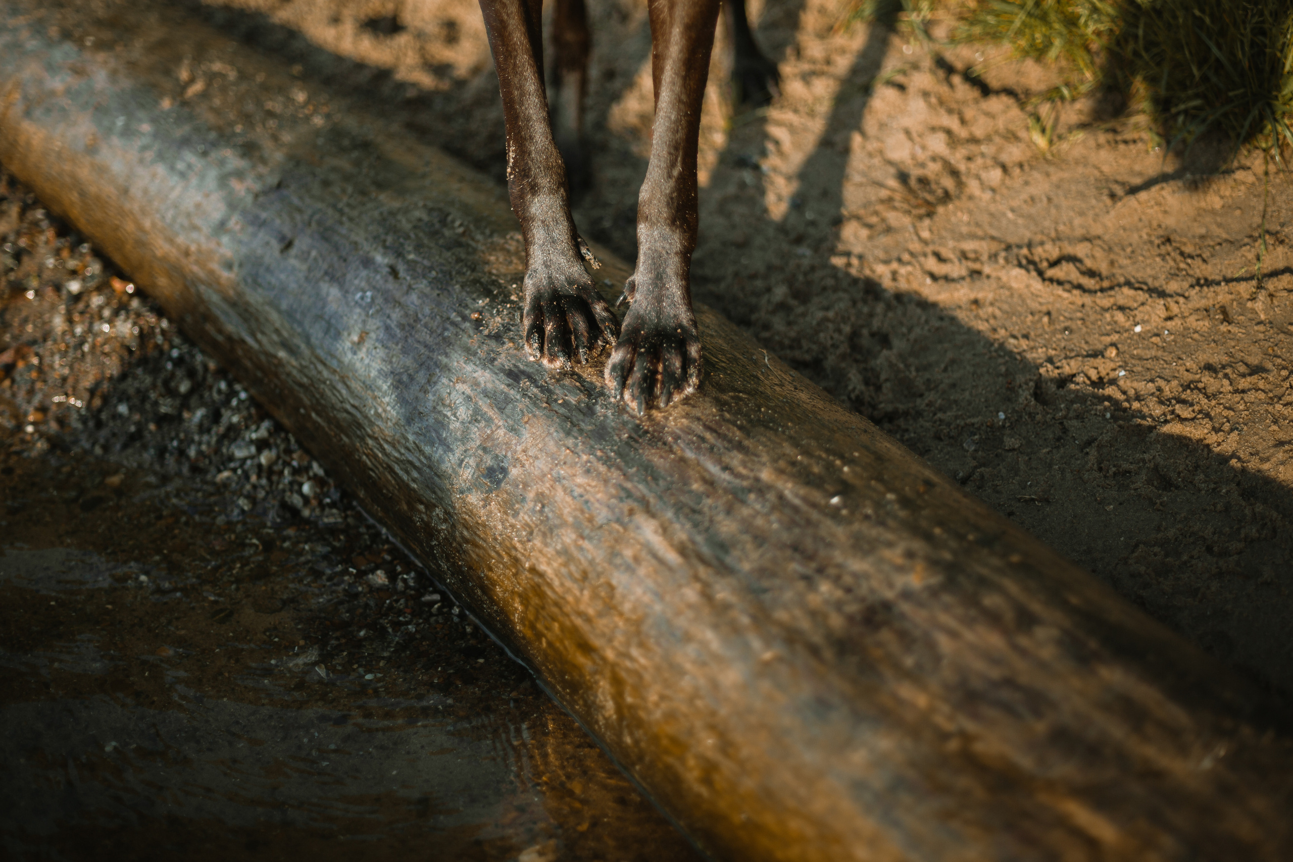Рассветная съемка в ПКИО Северное Тушино. Фотограф-анималист Татьяна Степанова