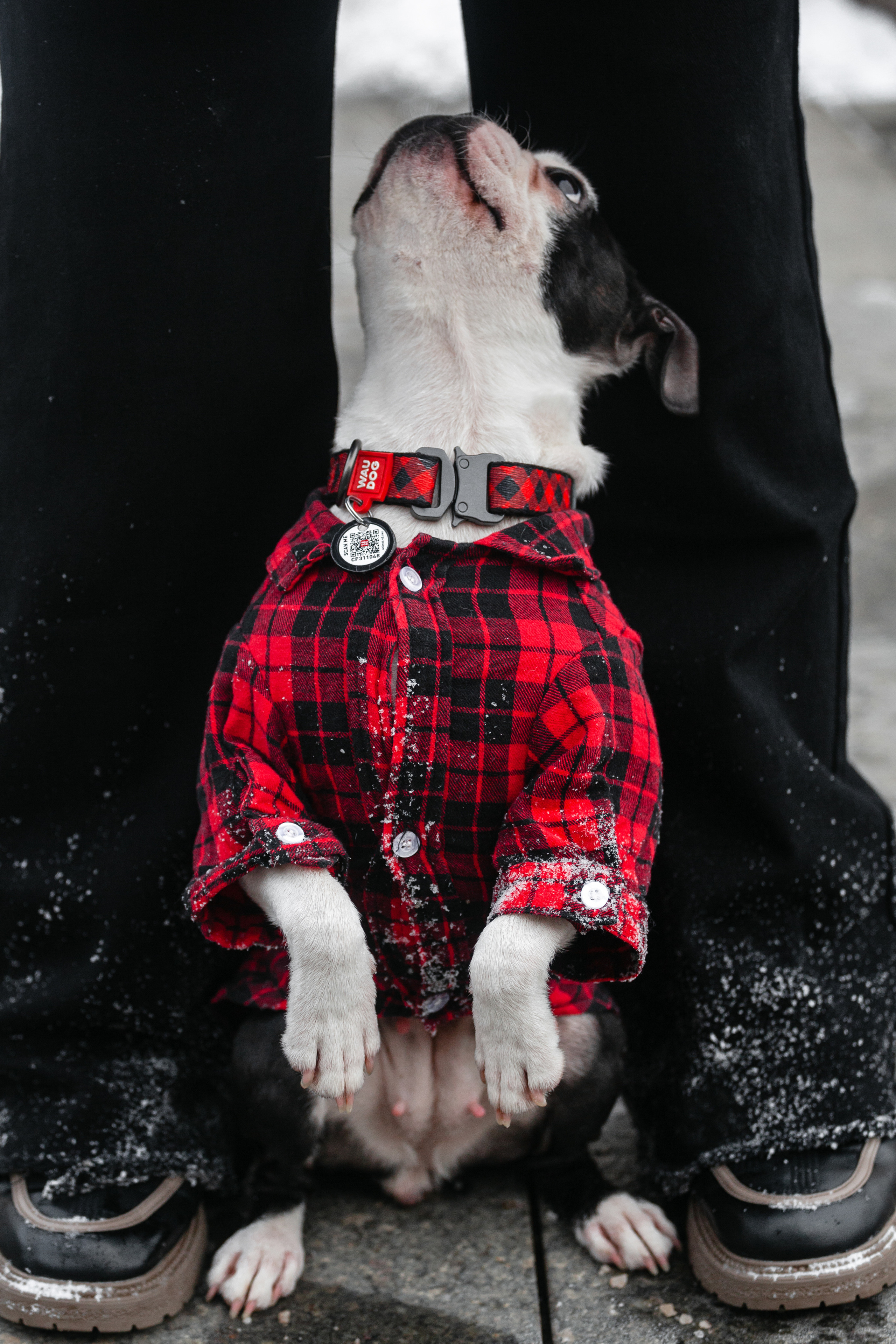 Василиса и Мира Кузнецкий мост. Фотограф-анималист Татьяна Степанова
