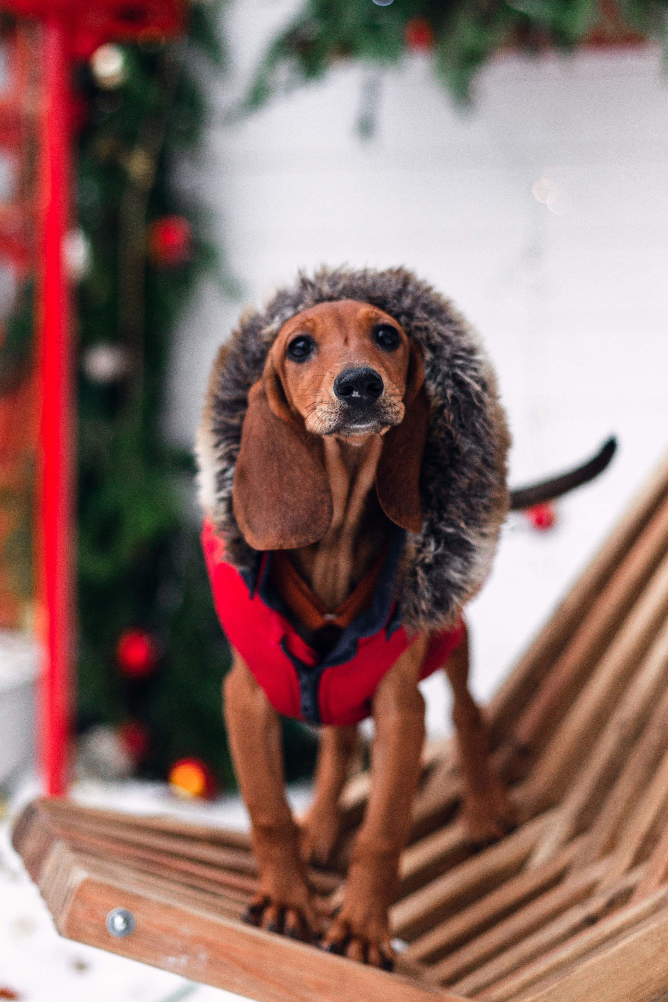 Новогодняя серия с ретромашиной. Фотограф-анималист Татьяна Степанова