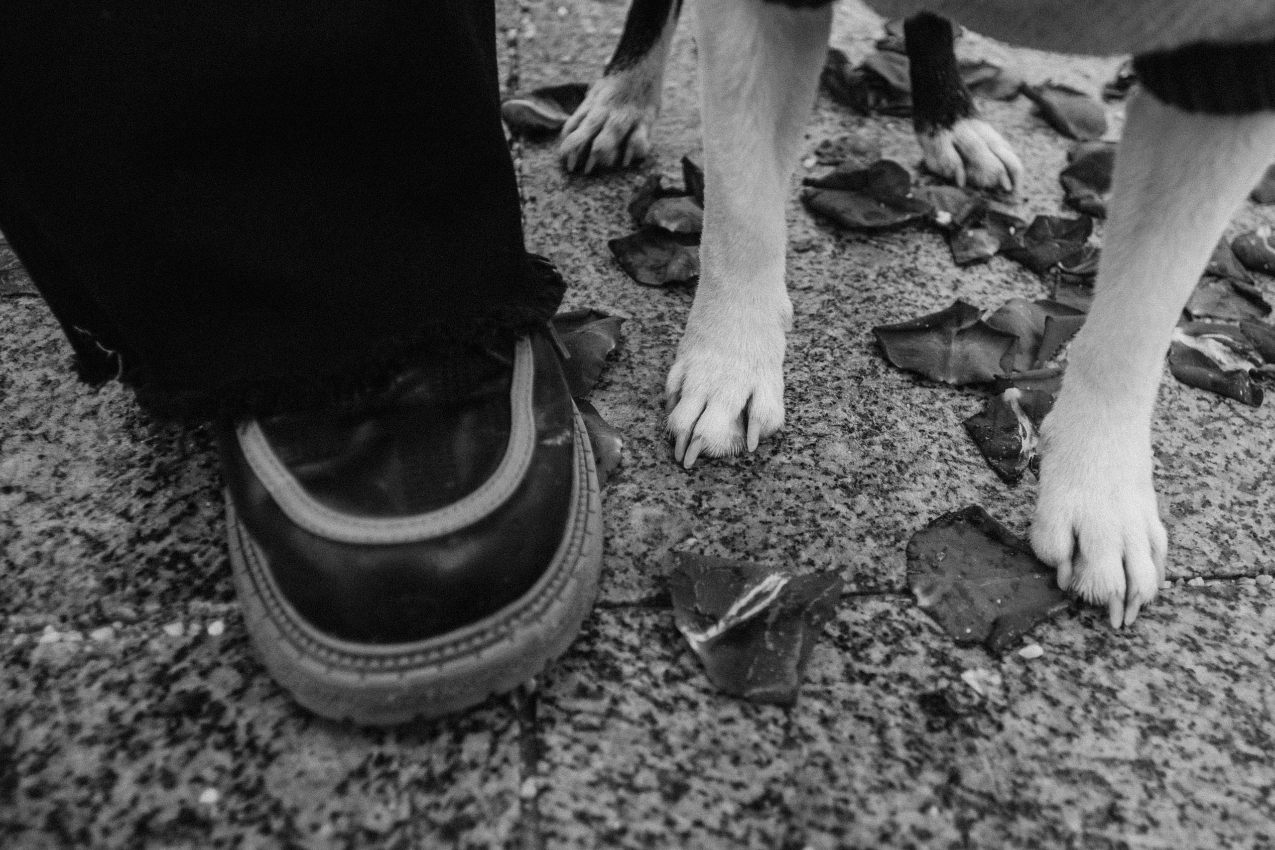 Василиса и Мира Кузнецкий мост. Фотограф-анималист Татьяна Степанова