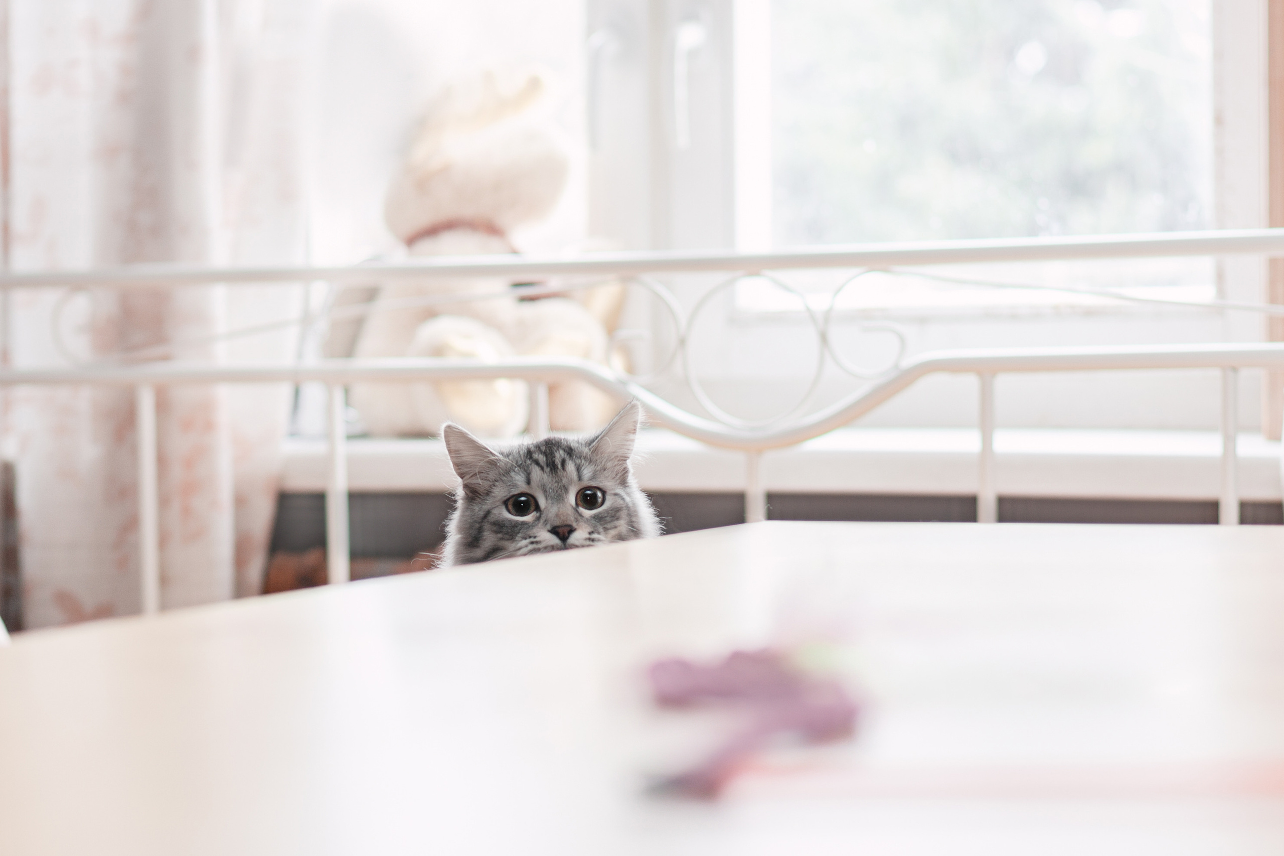 Космос 2023. Фотограф-анималист Татьяна Степанова