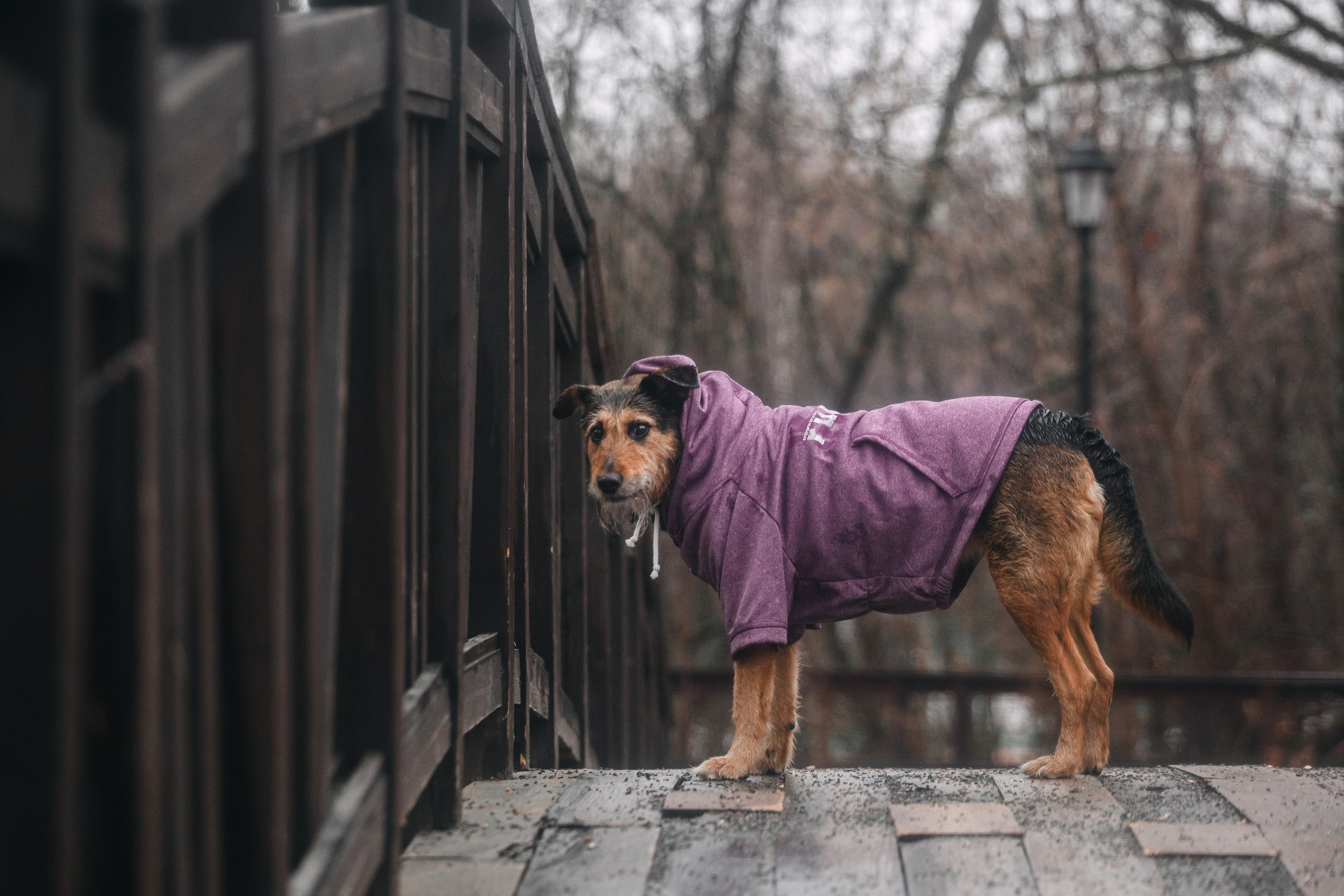 Лиза и Бренда. Фотограф-анималист Татьяна Степанова