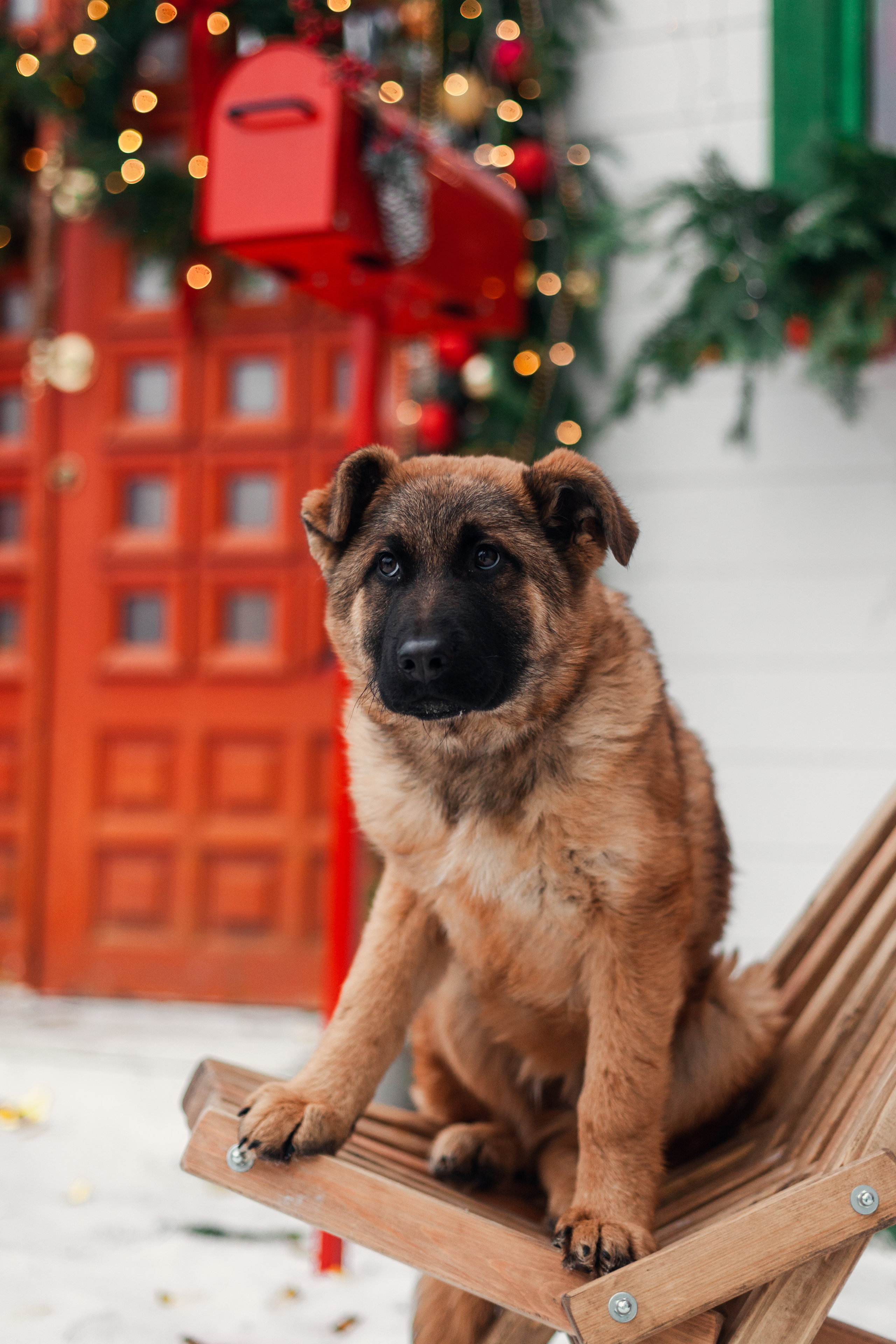 Новогодняя серия с ретромашиной. Фотограф-анималист Татьяна Степанова