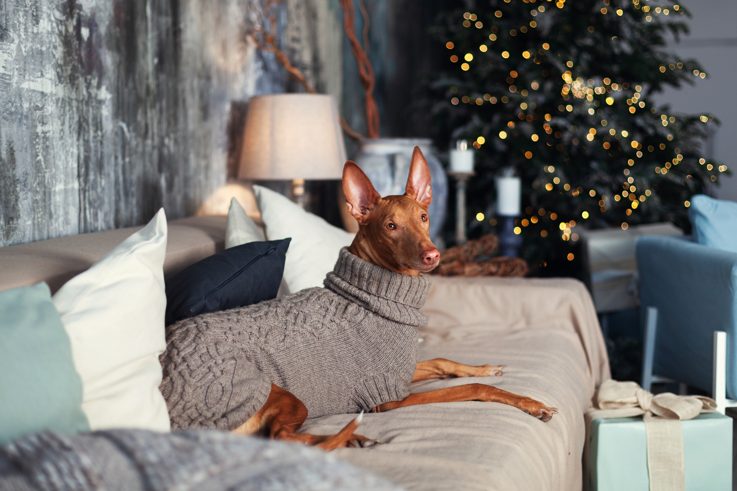Юля и Мэри. Фотограф-анималист Татьяна Степанова