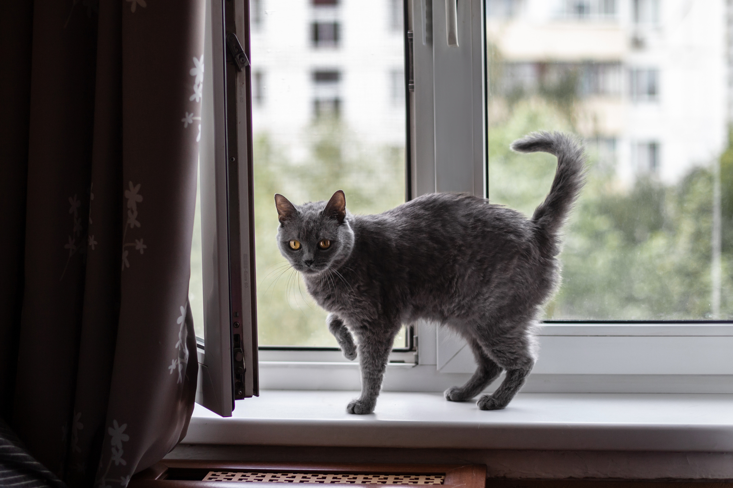 Кристи 2022. Фотограф-анималист Татьяна Степанова