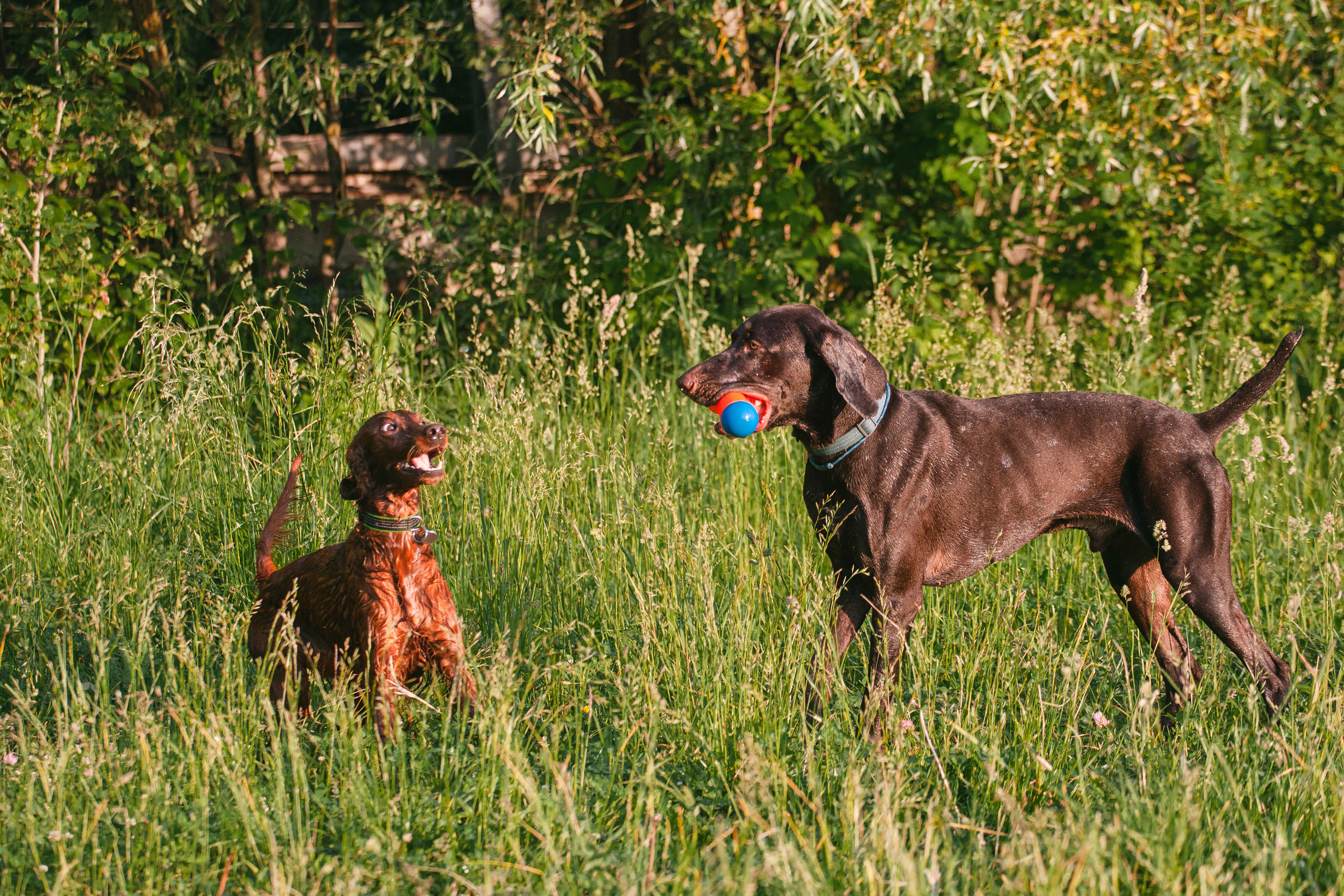 Рассветная съемка в ПКИО Северное Тушино. Фотограф-анималист Татьяна Степанова
