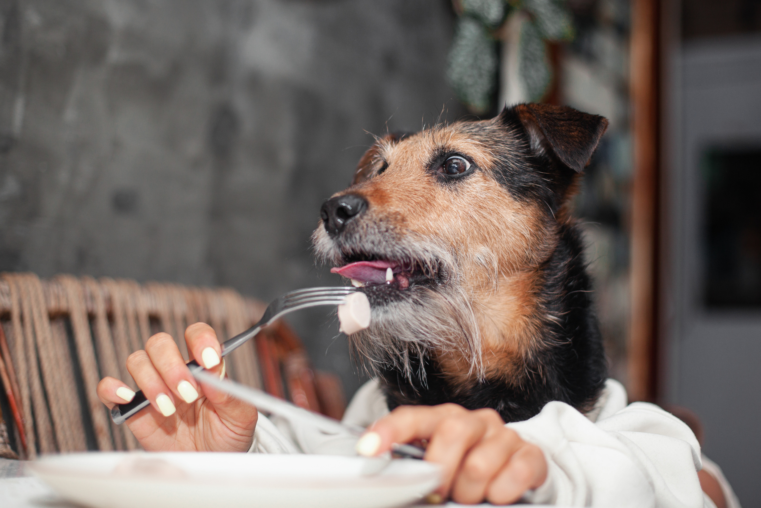 Лиза и Бренда. Фотограф-анималист Татьяна Степанова