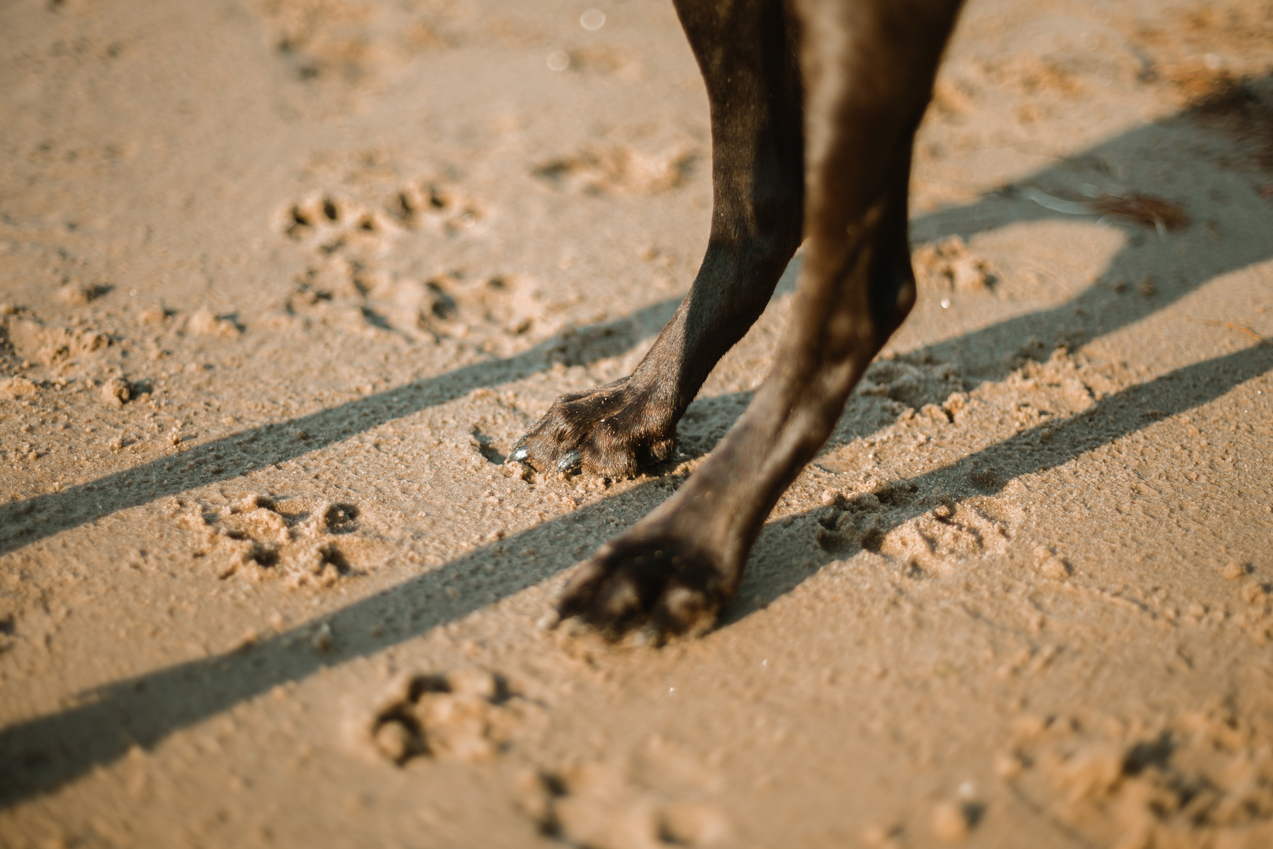 Рассветная съемка в ПКИО Северное Тушино. Фотограф-анималист Татьяна Степанова