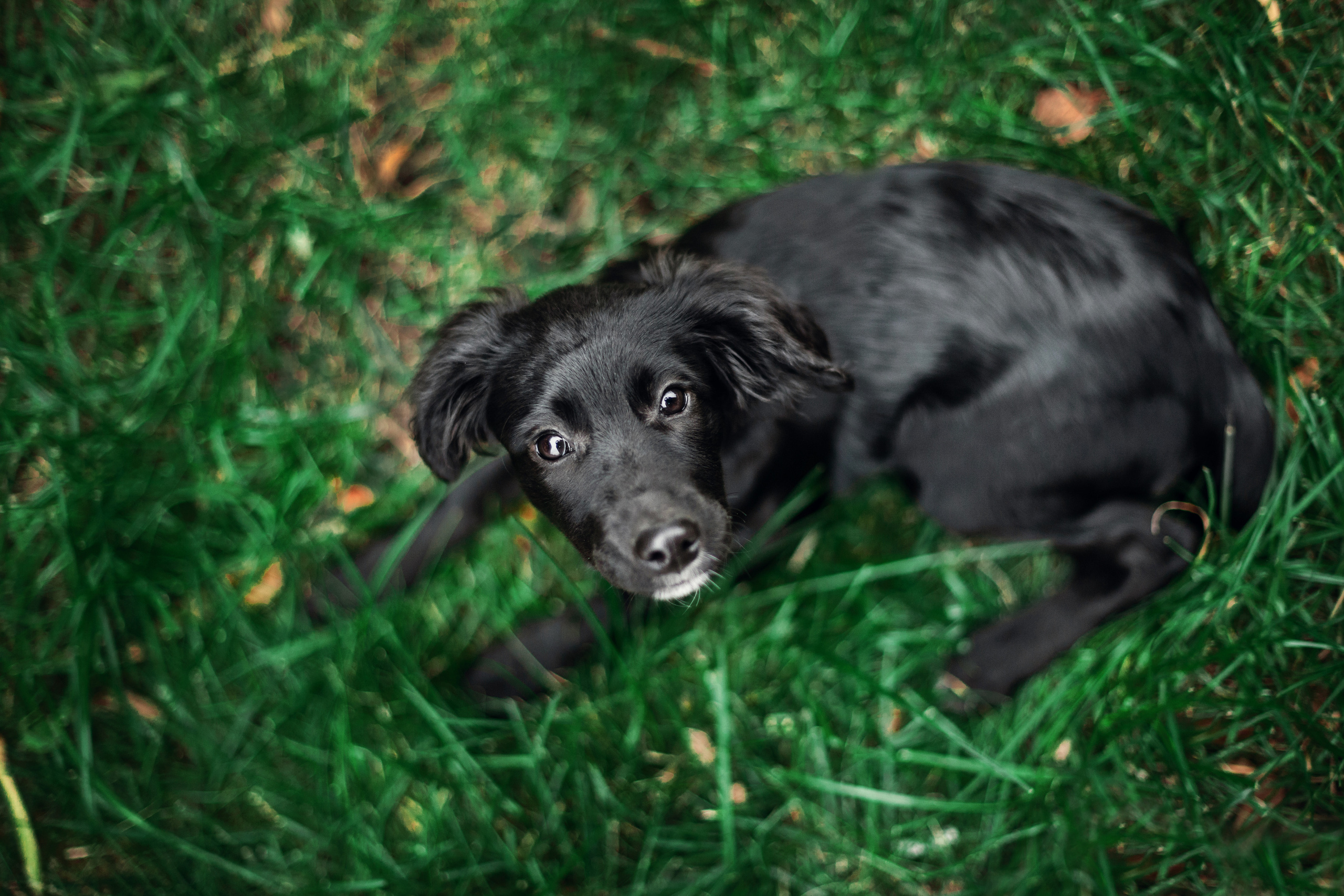 Пара щенков 2022. Фотограф-анималист Татьяна Степанова