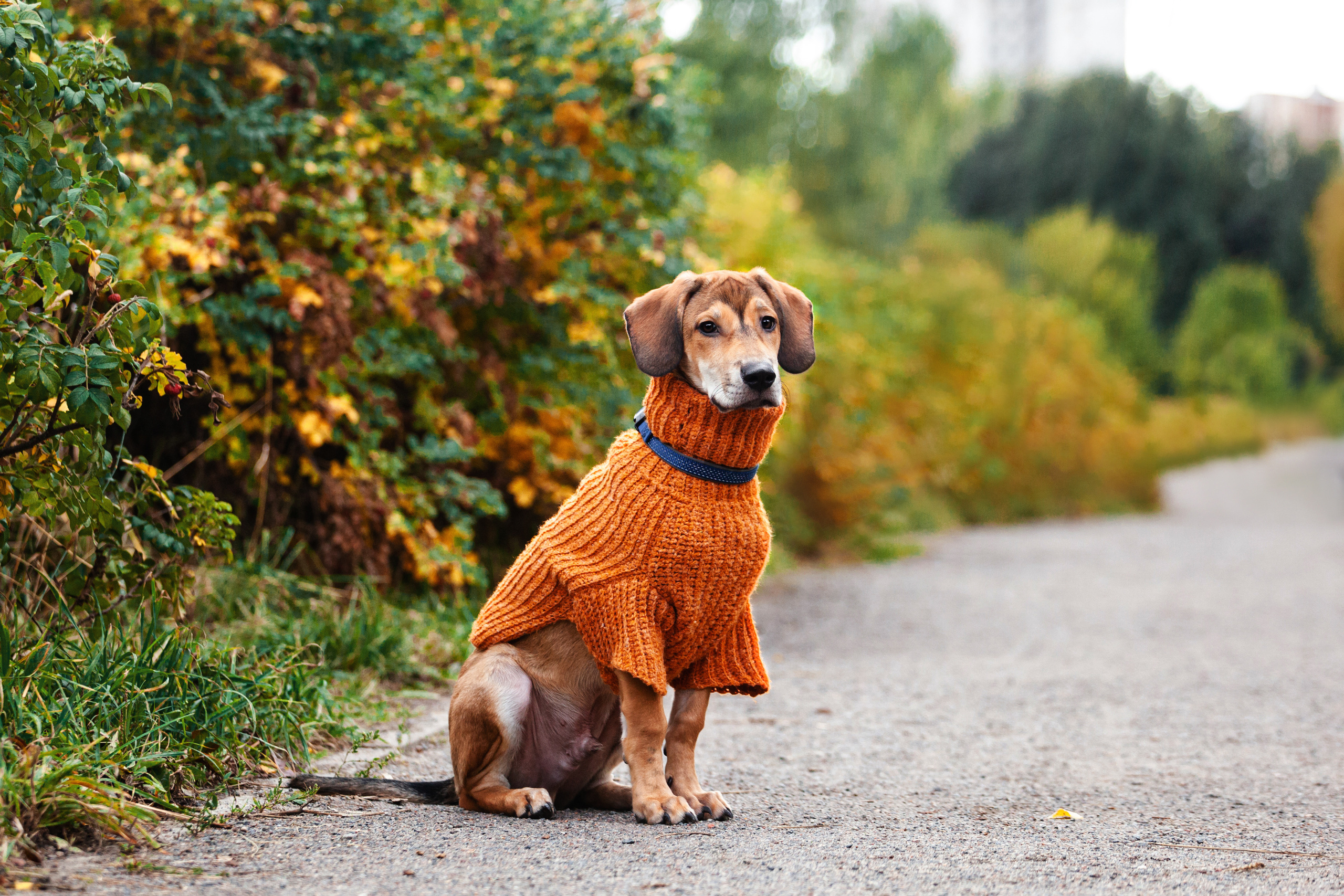 Лукас и Бусинка 2022. Фотограф-анималист Татьяна Степанова