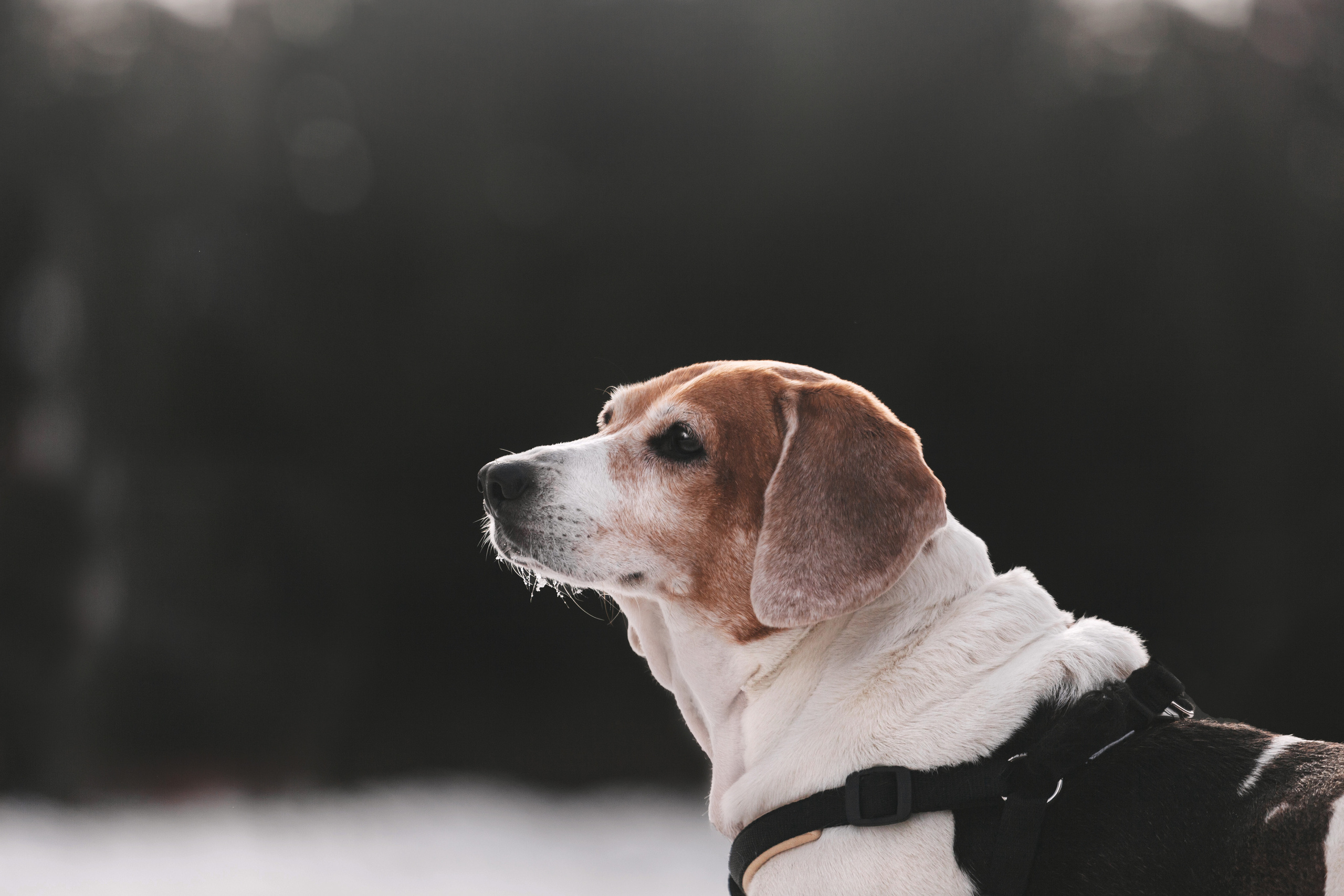 Группа помощи Дом для бигля 2023. Фотограф-анималист Татьяна Степанова