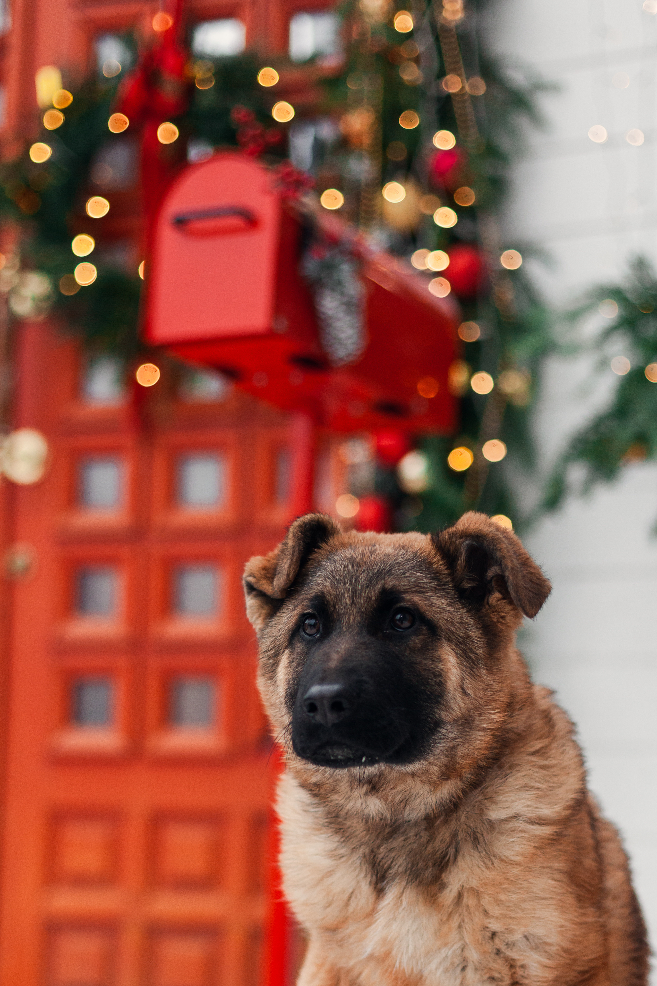 Новогодняя серия с ретромашиной. Фотограф-анималист Татьяна Степанова