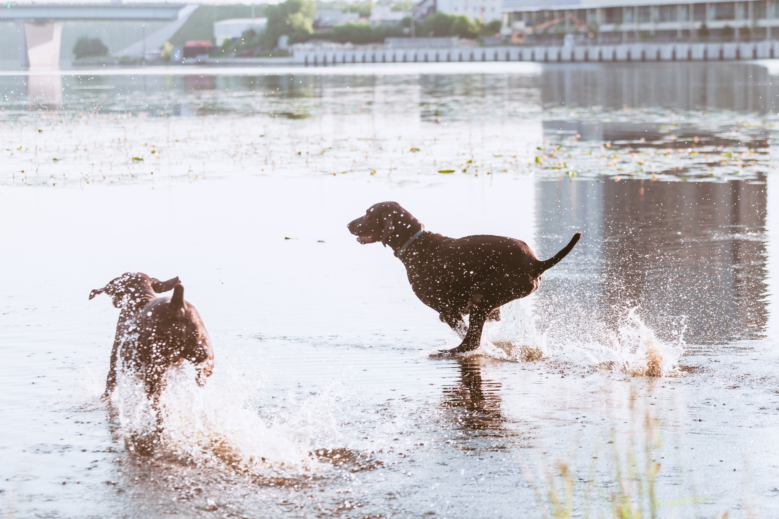 Рассветная съемка в ПКИО Северное Тушино. Фотограф-анималист Татьяна Степанова