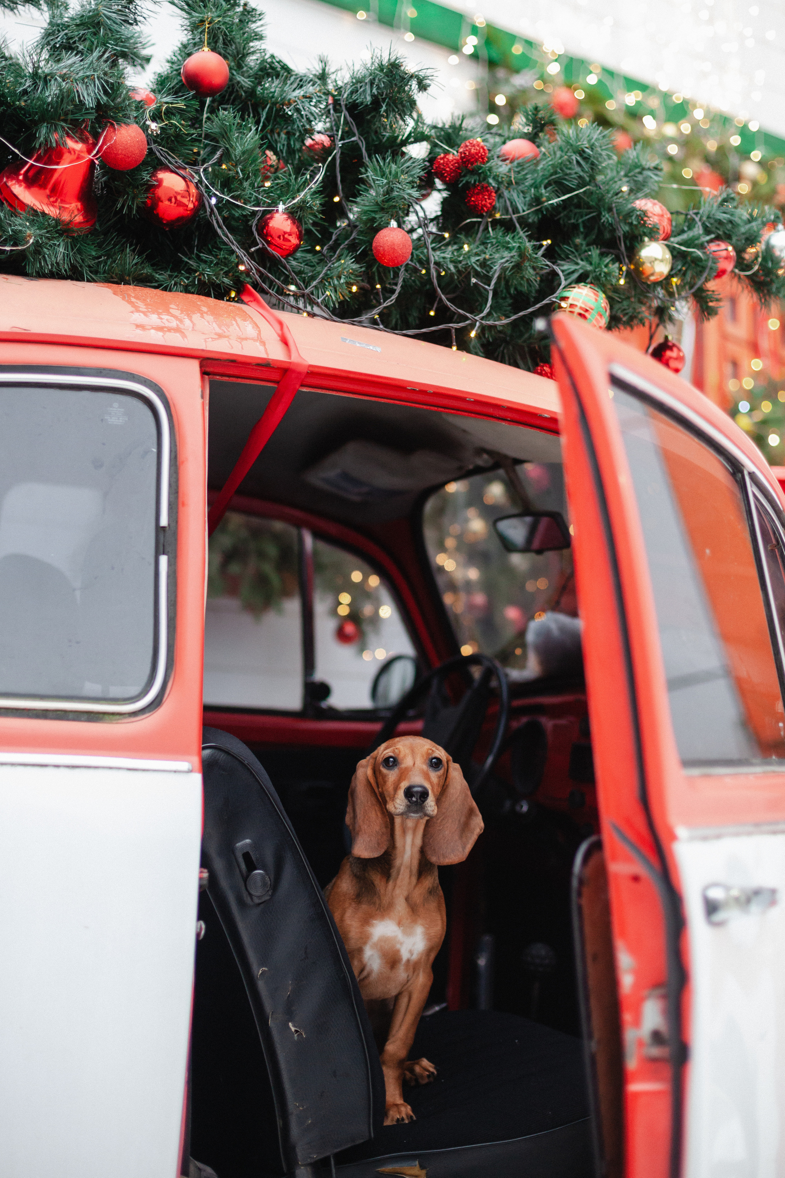 Новогодняя серия с ретромашиной. Фотограф-анималист Татьяна Степанова