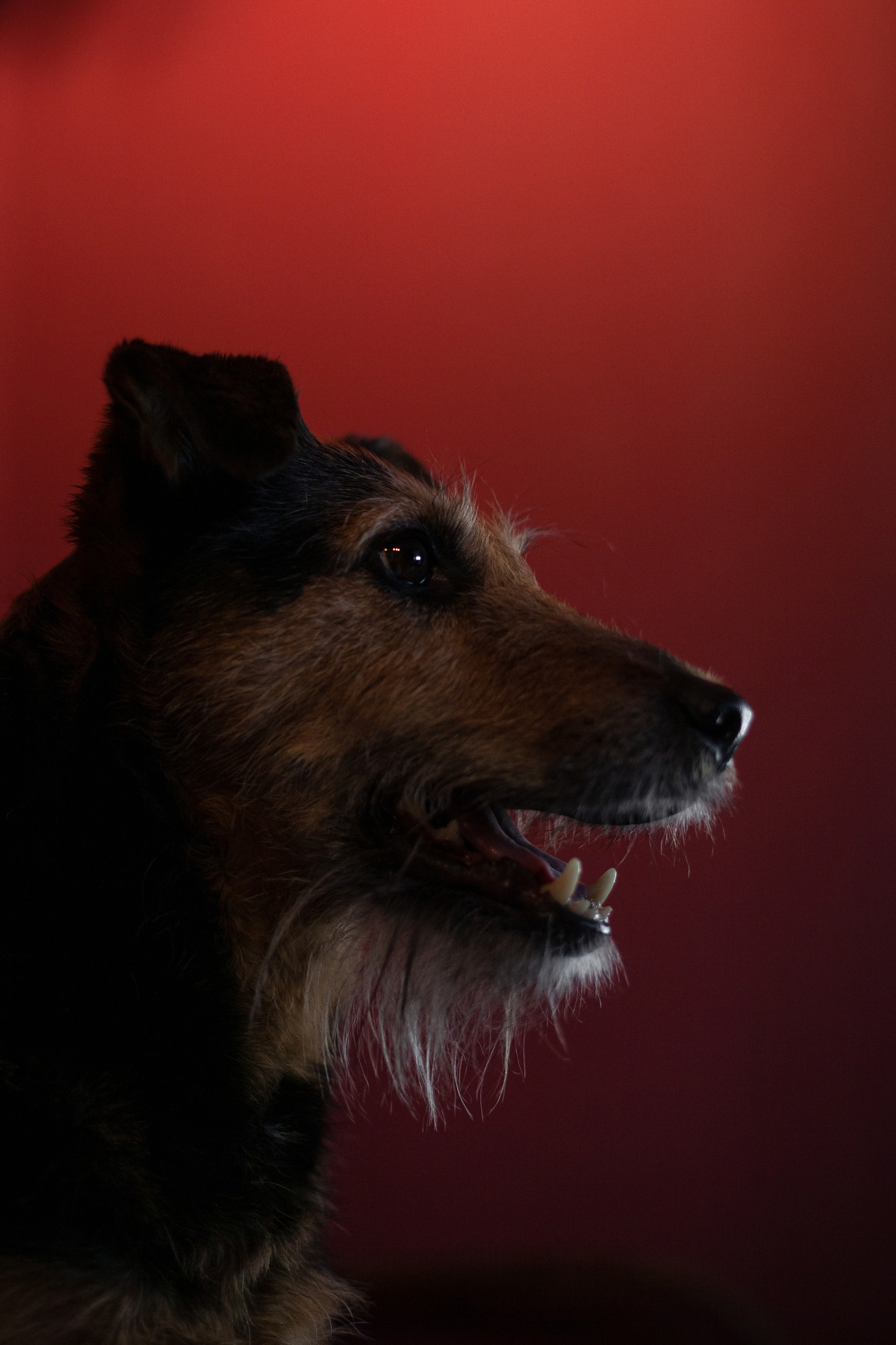 Лиза и Бренда. Фотограф-анималист Татьяна Степанова