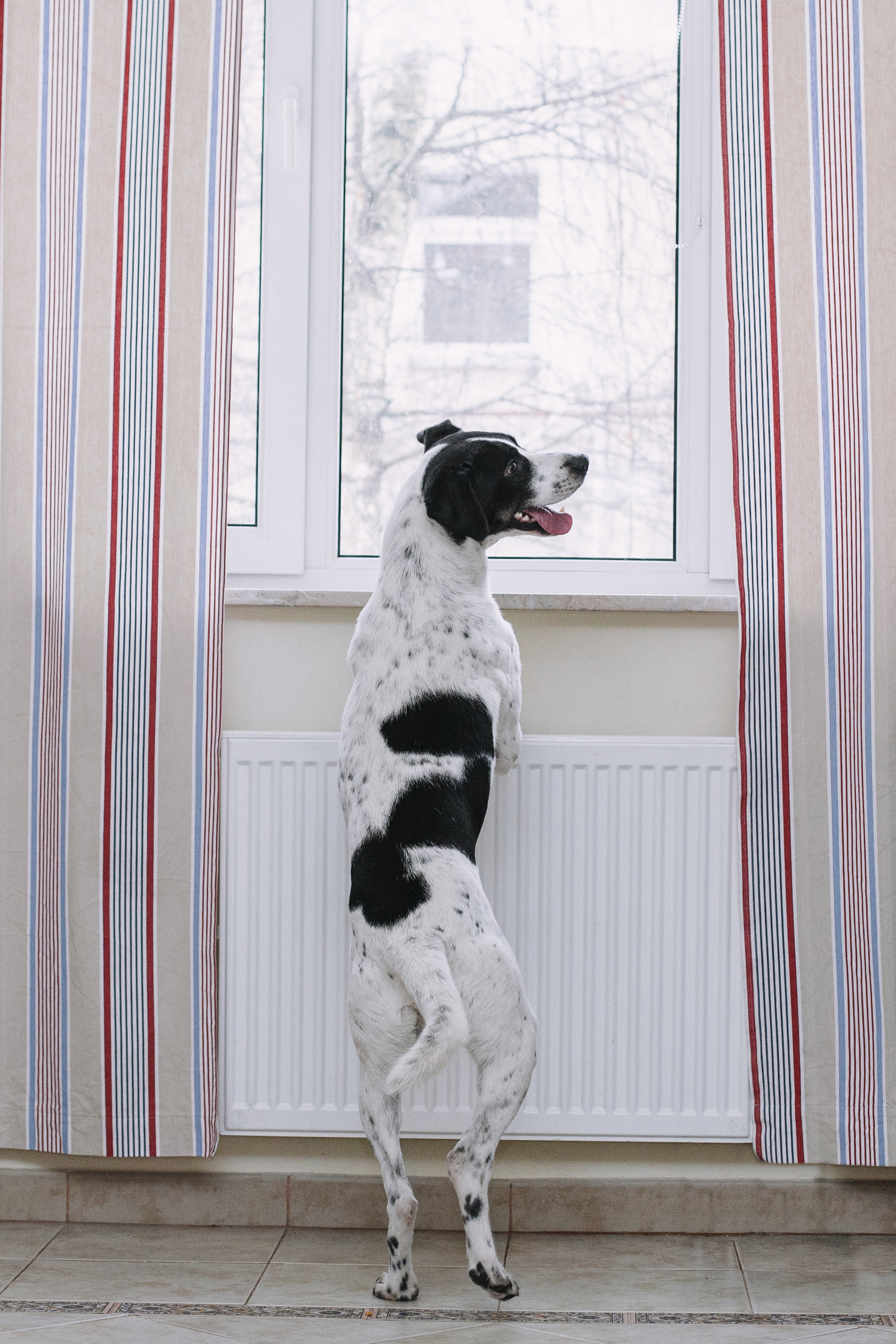 Домашняя съемка 2 собак и кошки 2023. Фотограф-анималист Татьяна Степанова