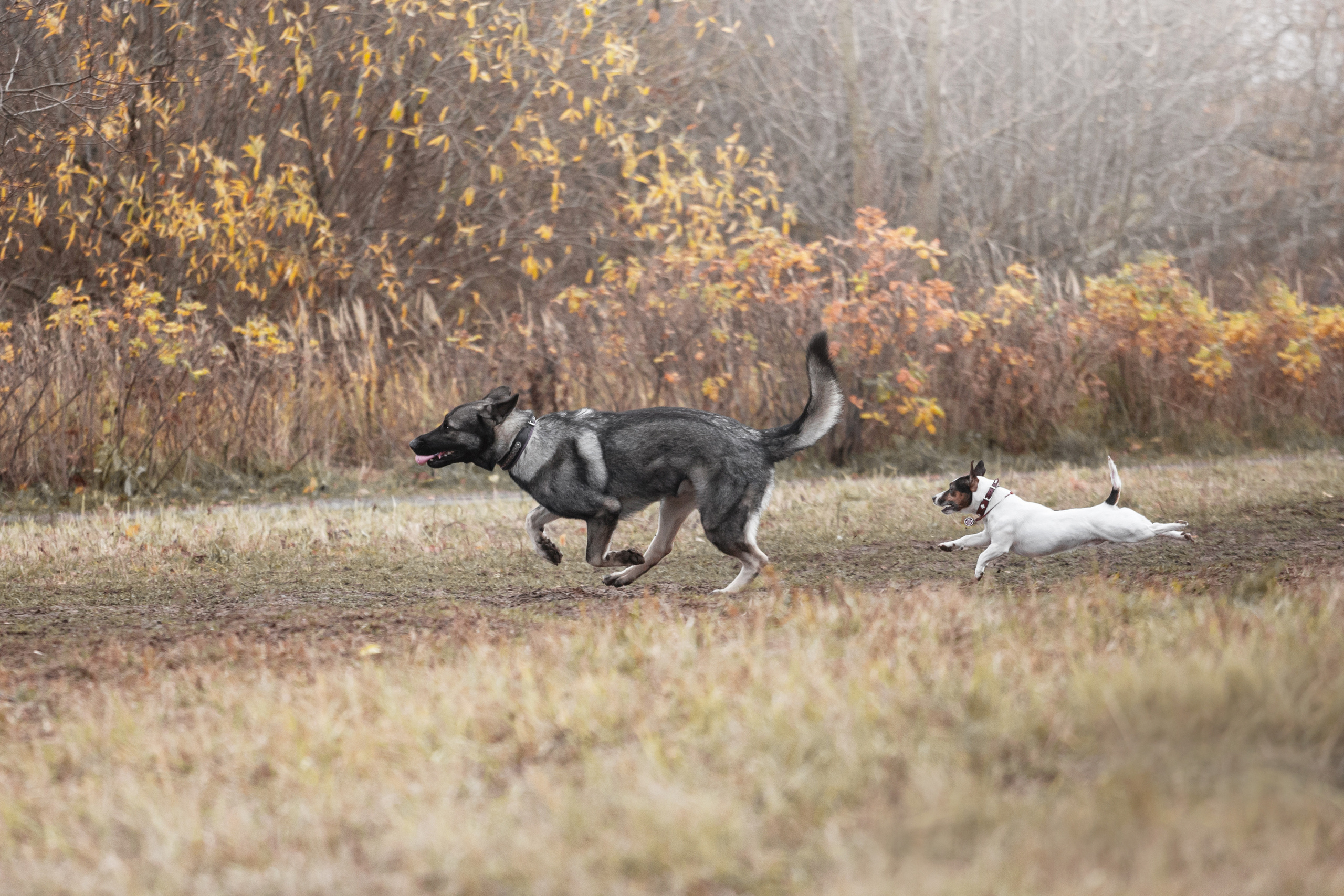 Женя, Скай и Арти в ПКИО Северное Тушино. Фотограф-анималист Татьяна Степанова
