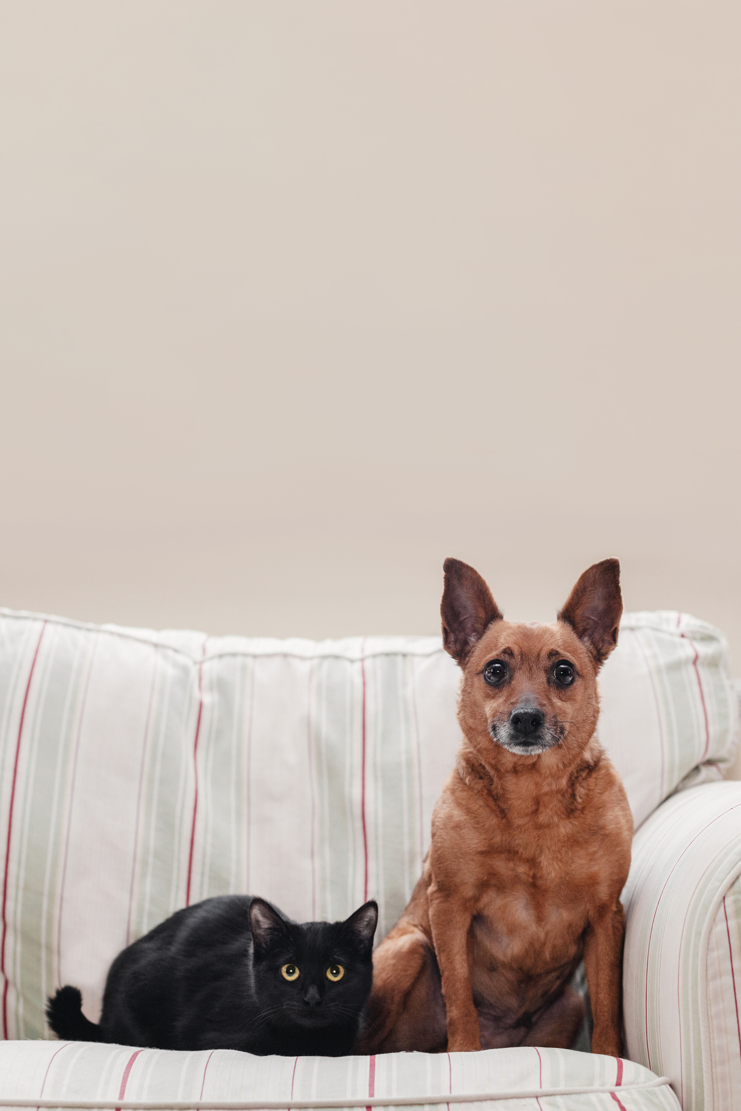 Домашняя съемка 2 собак и кошки 2023. Фотограф-анималист Татьяна Степанова