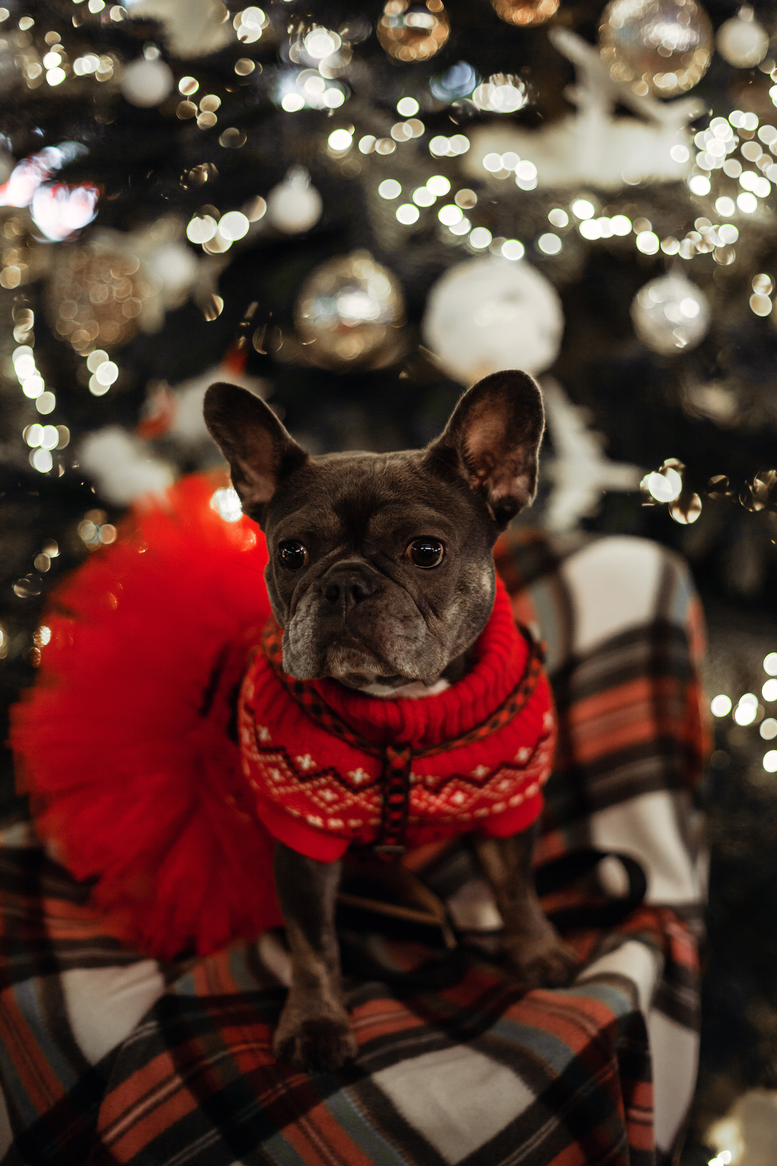 Бульелка 2022. Фотограф-анималист Татьяна Степанова