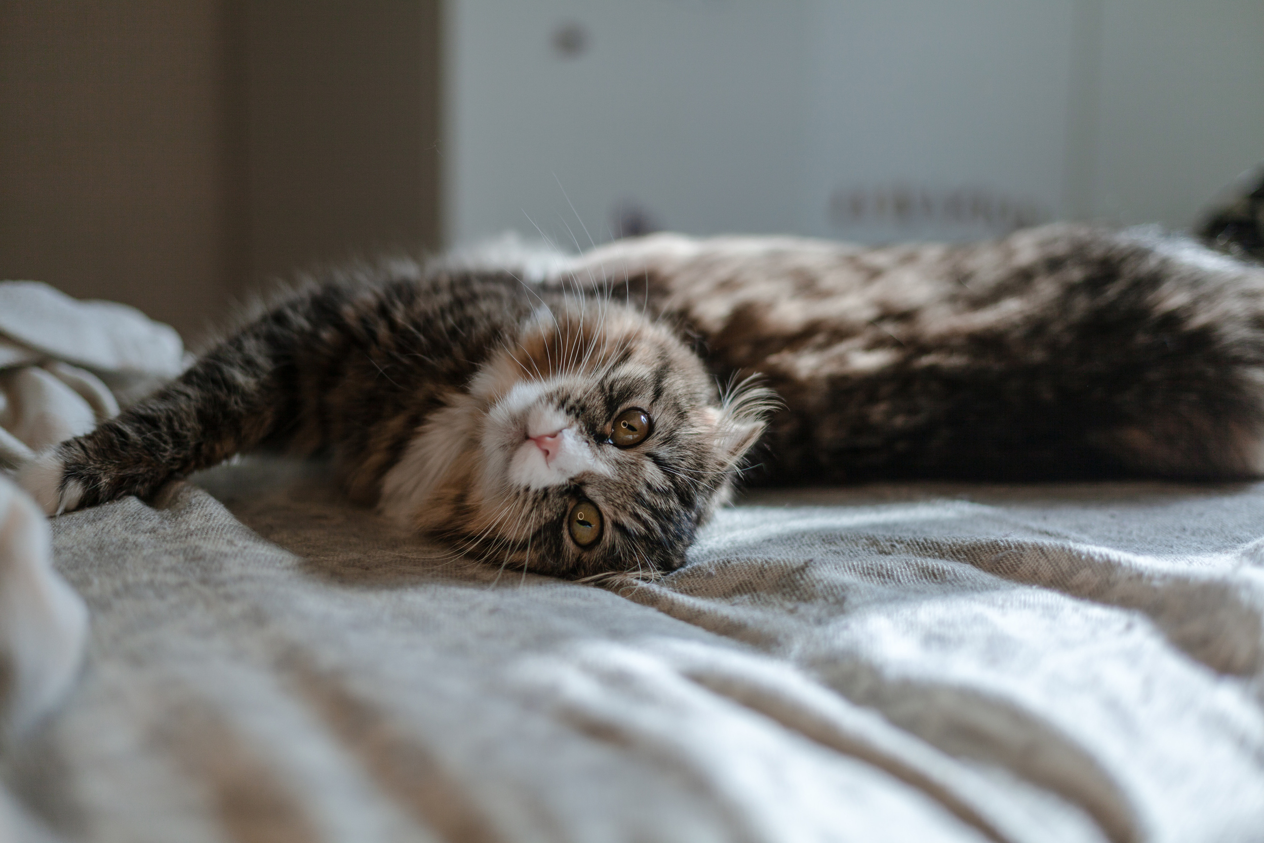 Семейная домашняя фотосессия. Фотограф-анималист Татьяна Степанова