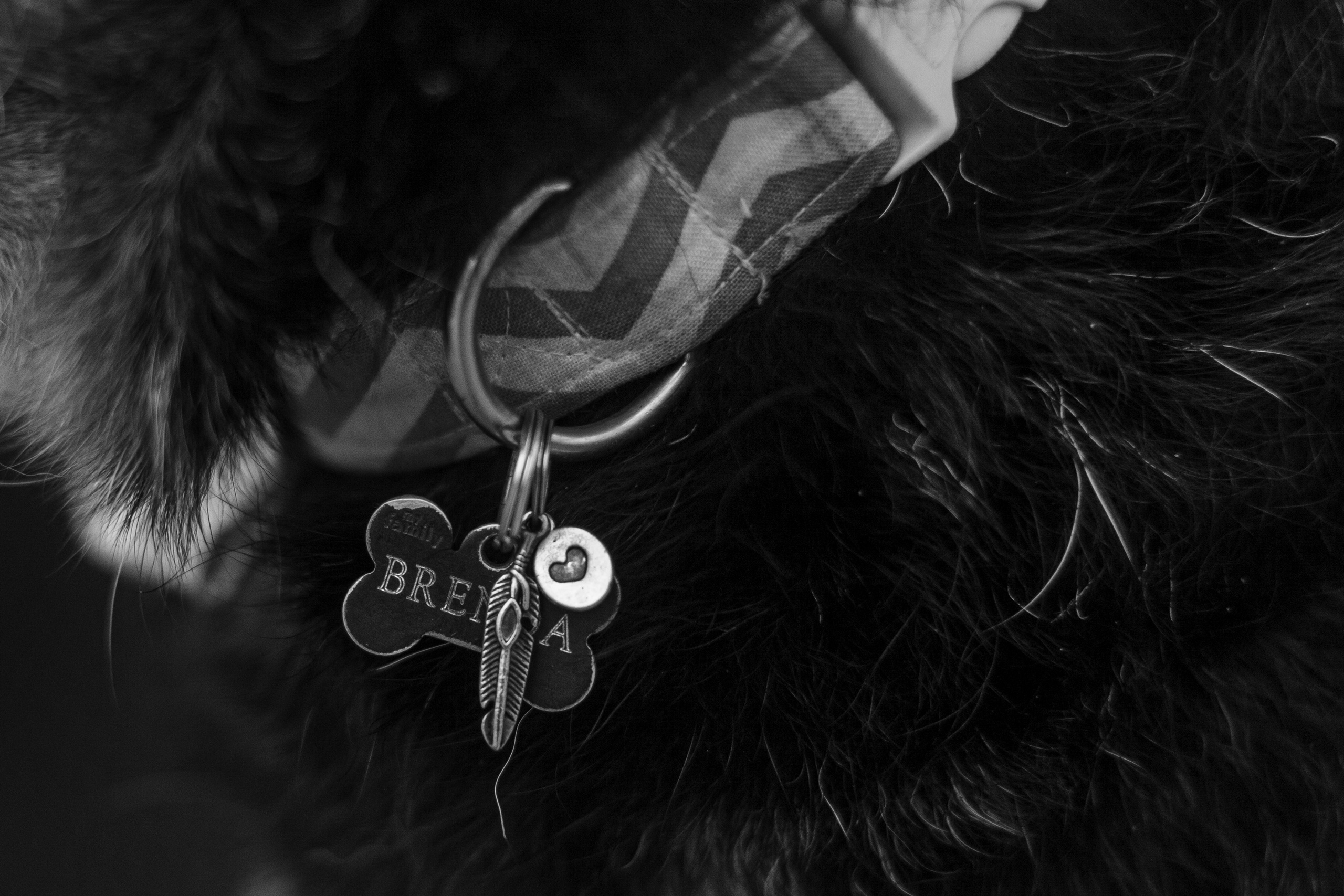 Лиза и Бренда. Фотограф-анималист Татьяна Степанова