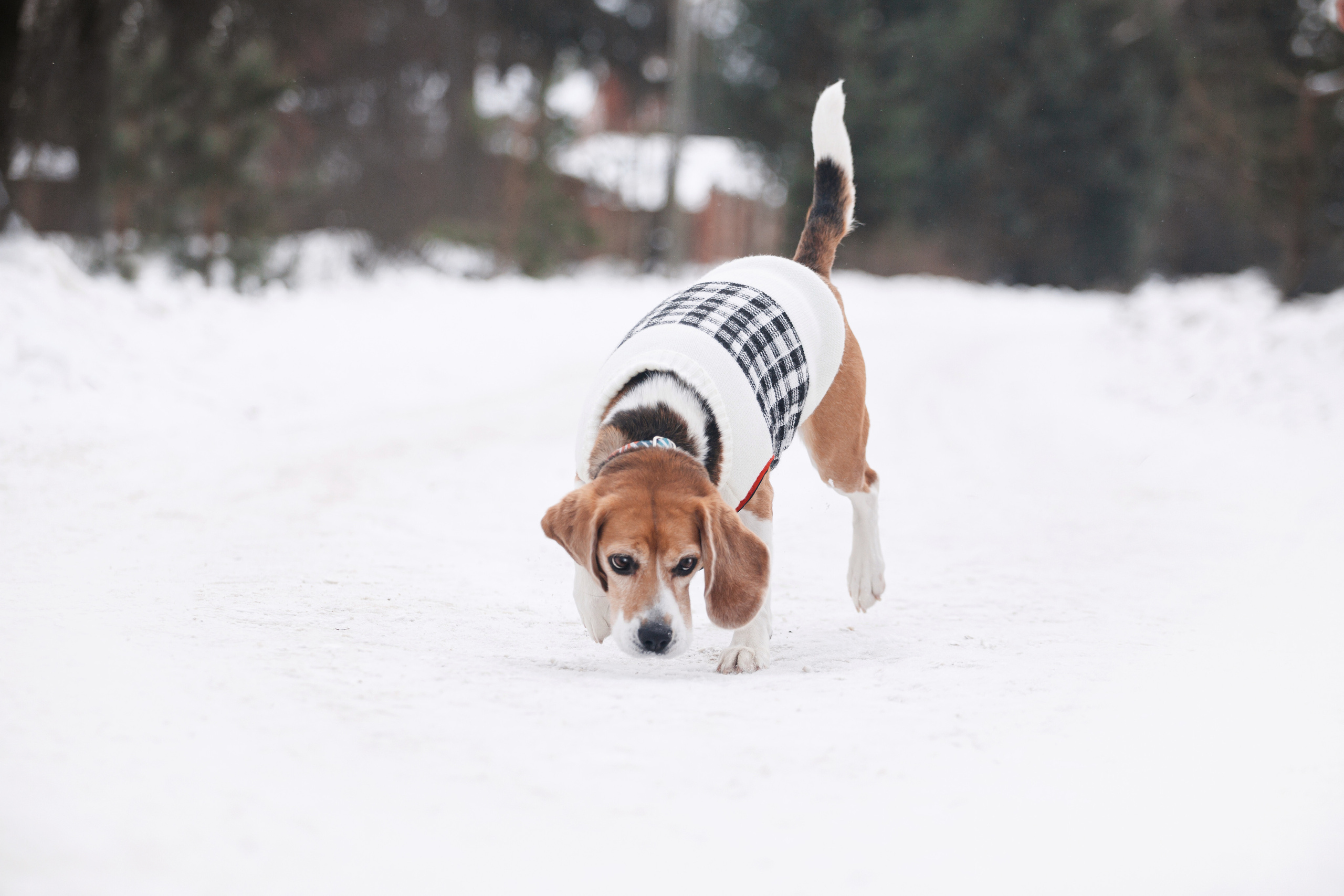 Группа помощи Дом для бигля 2023. Фотограф-анималист Татьяна Степанова