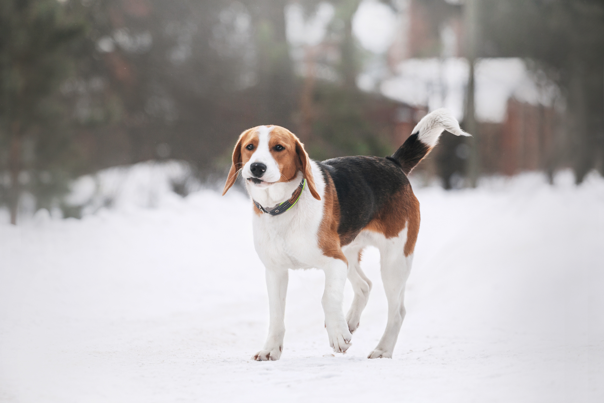 Группа помощи Дом для бигля 2023. Фотограф-анималист Татьяна Степанова