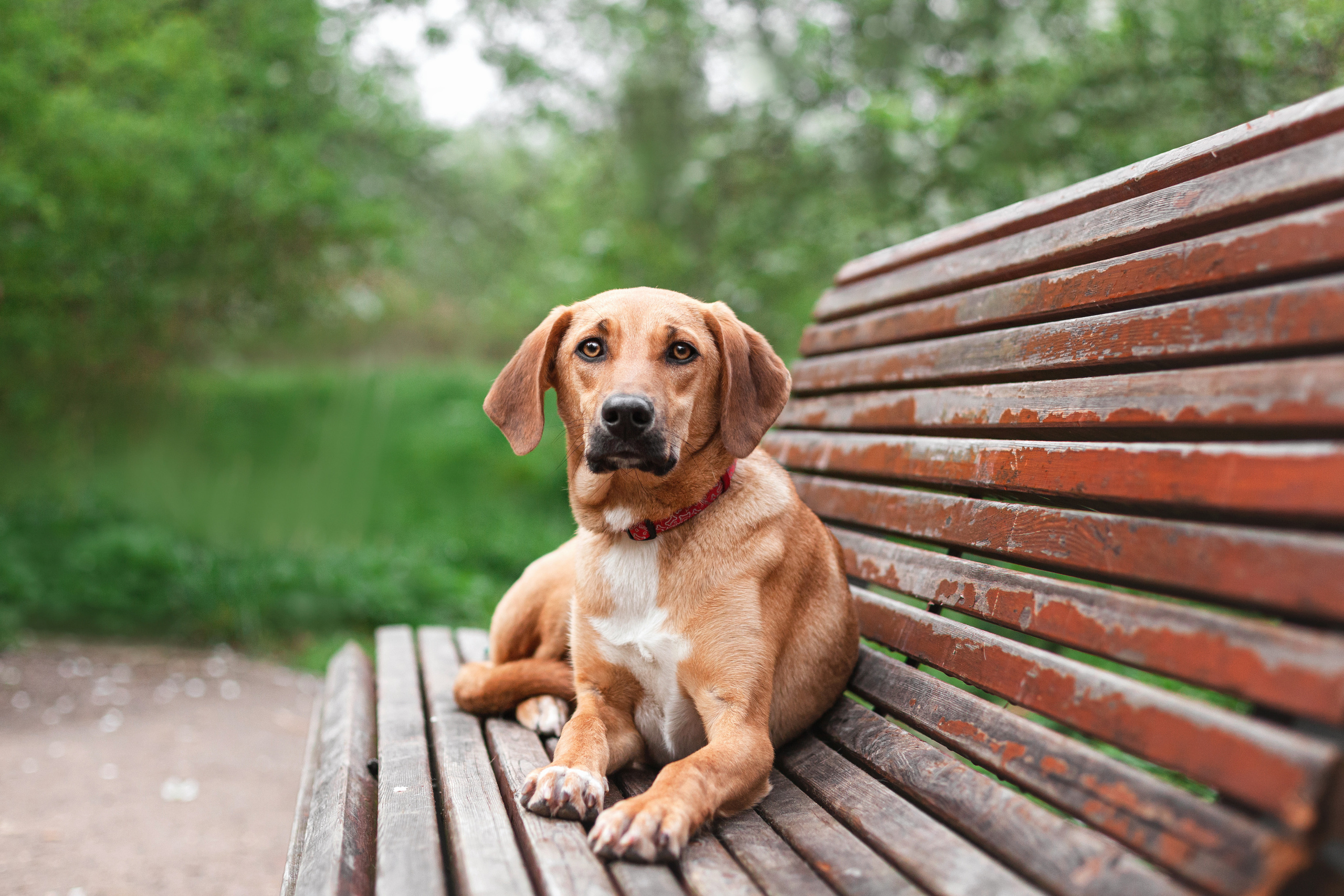 Съемка 3 собак в цветении 2023. Фотограф-анималист Татьяна Степанова