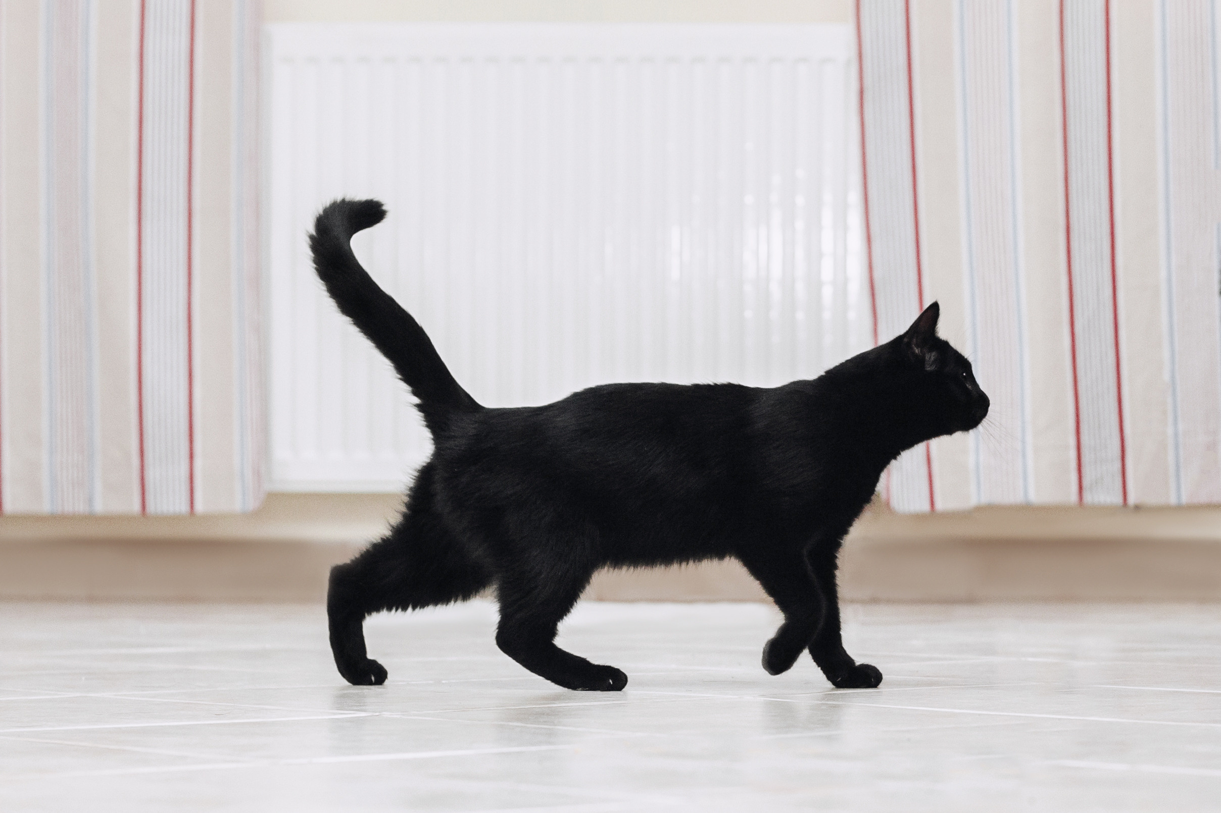 Домашняя съемка 2 собак и кошки 2023. Фотограф-анималист Татьяна Степанова