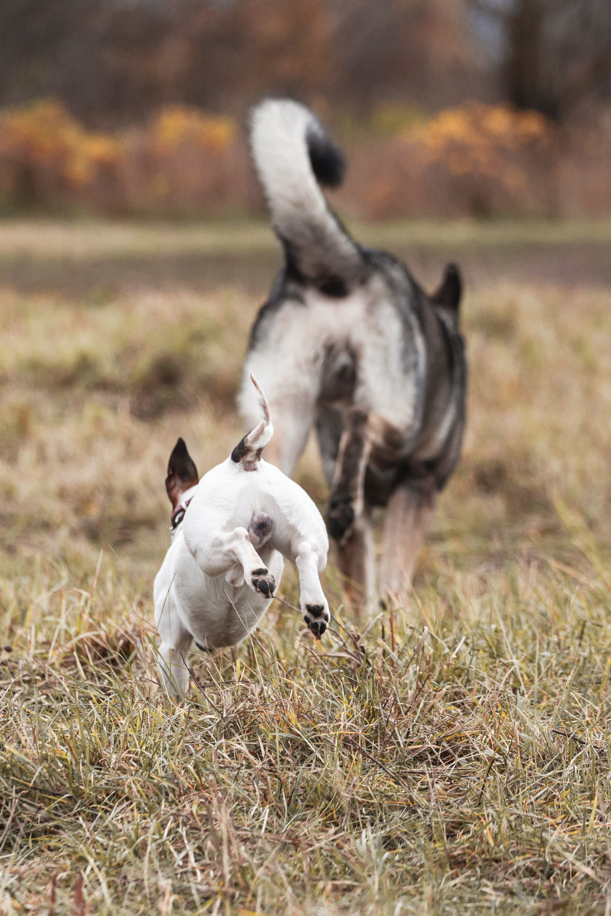 Женя, Скай и Арти в ПКИО Северное Тушино. Фотограф-анималист Татьяна Степанова