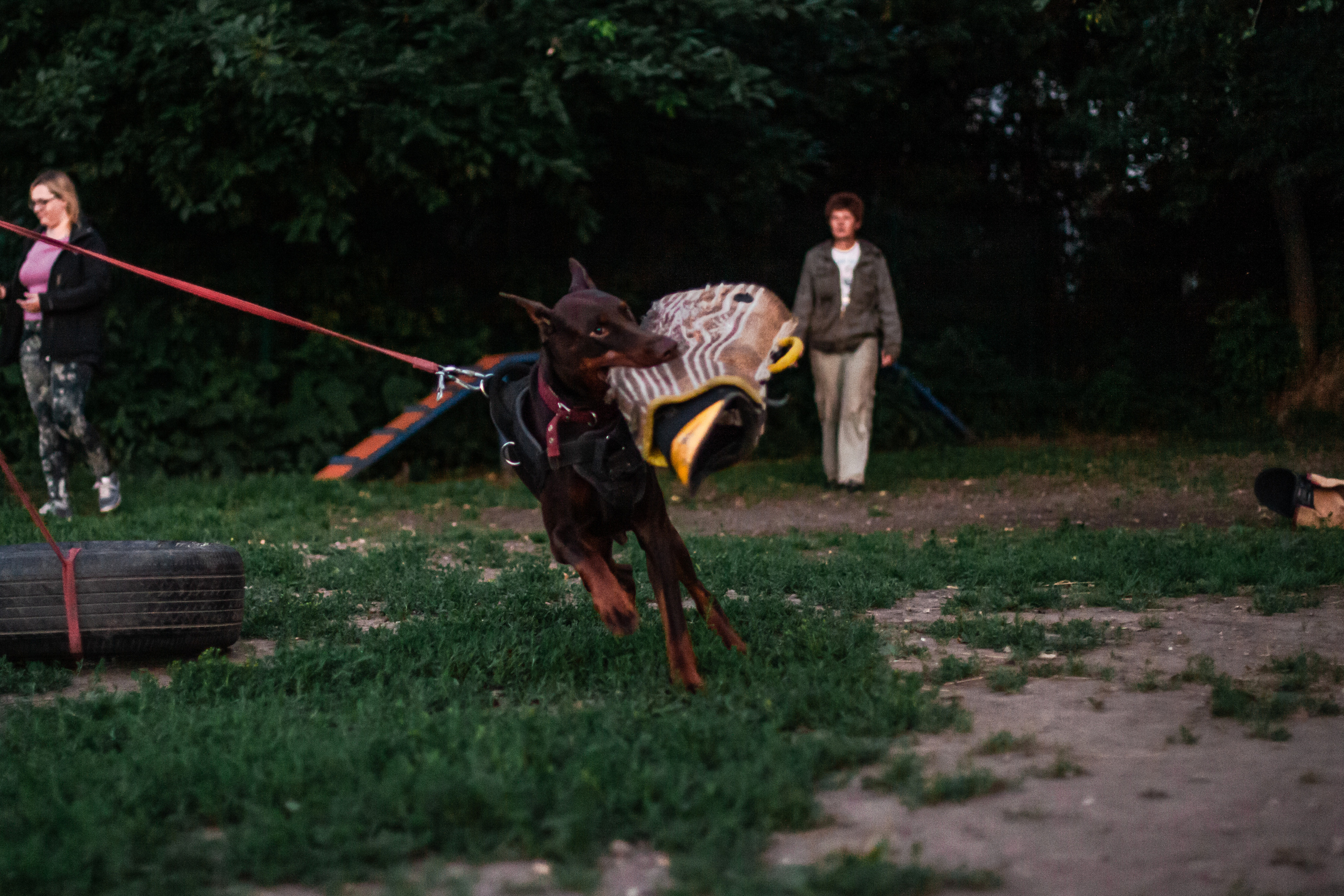 Занятие ЗКС+Выборка 2022. Фотограф-анималист Татьяна Степанова