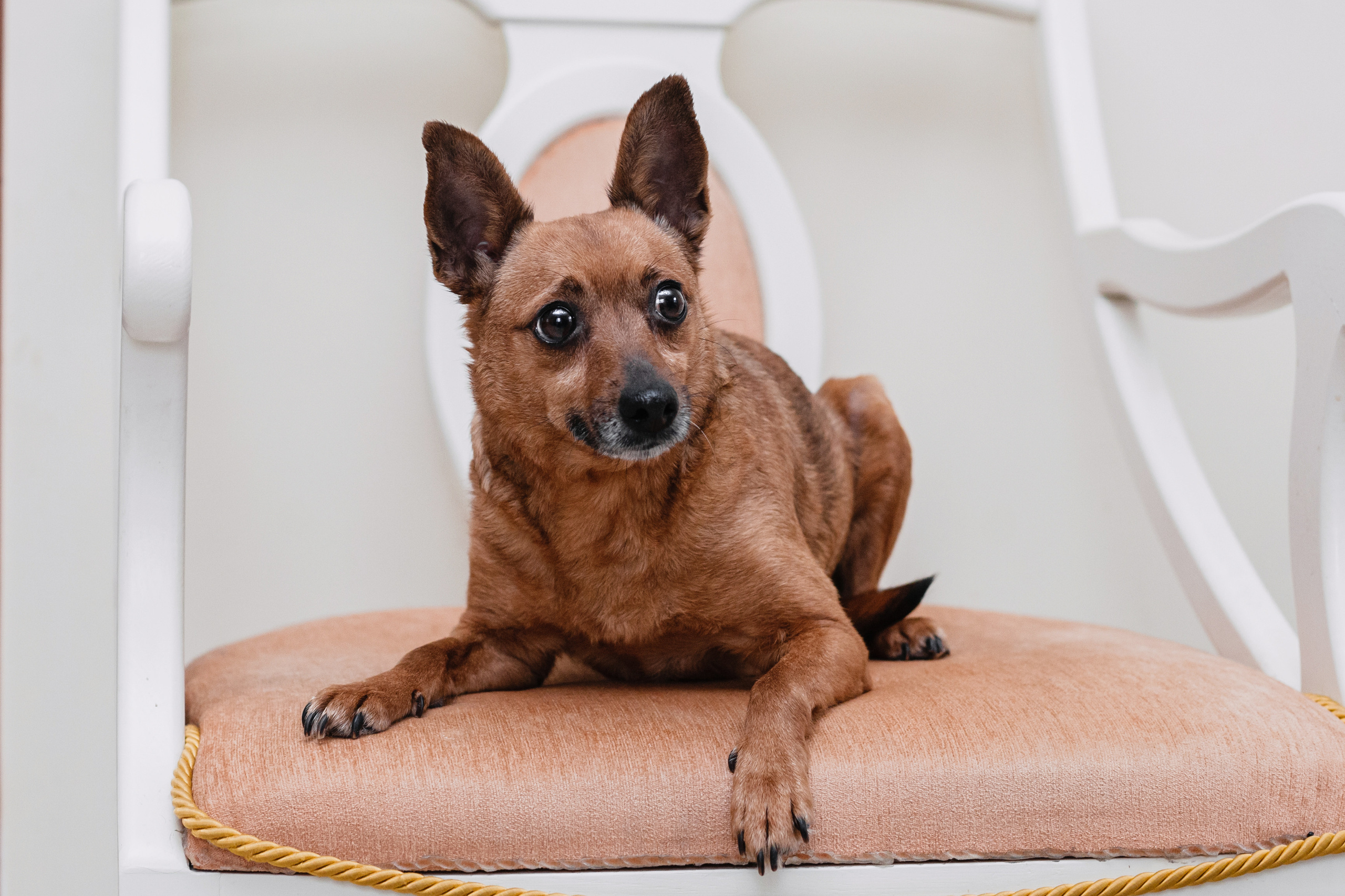 Домашняя съемка 2 собак и кошки 2023. Фотограф-анималист Татьяна Степанова