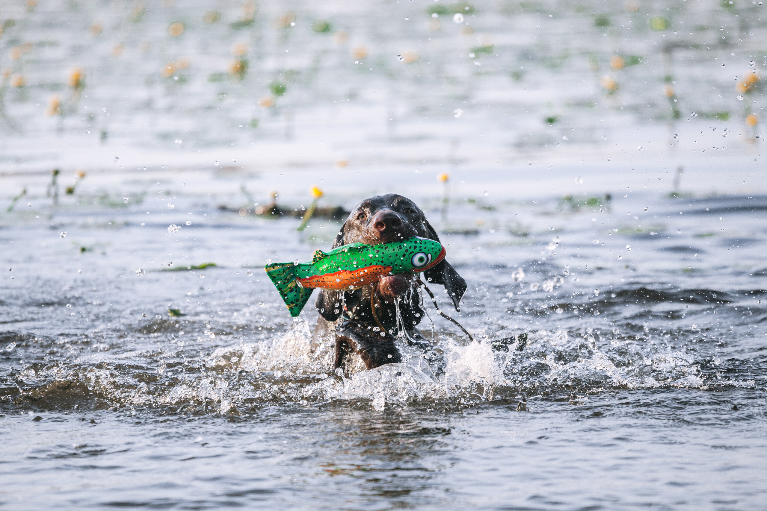 Рассветная съемка в ПКИО Северное Тушино. Фотограф-анималист Татьяна Степанова