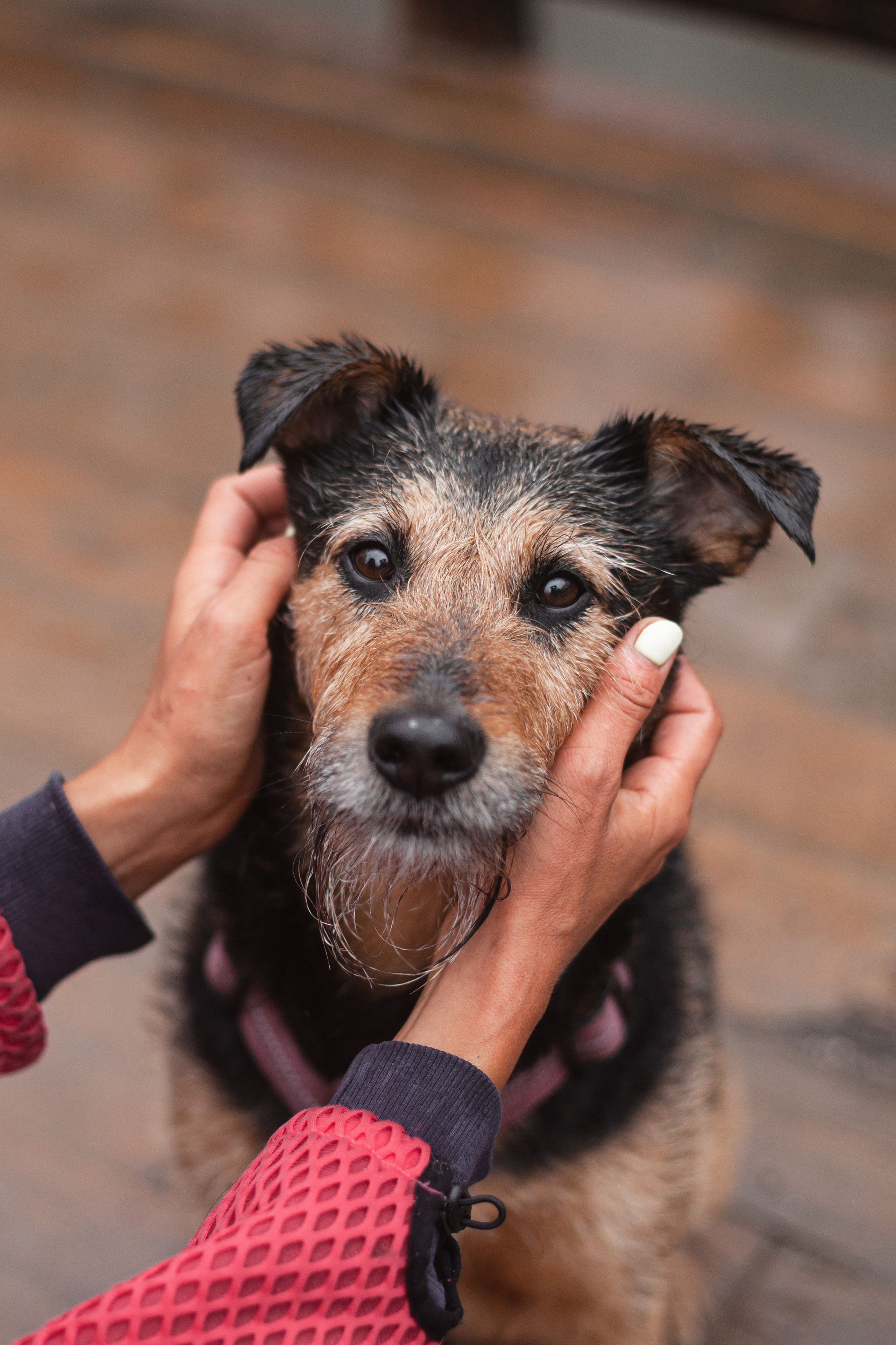 Лиза и Бренда. Фотограф-анималист Татьяна Степанова