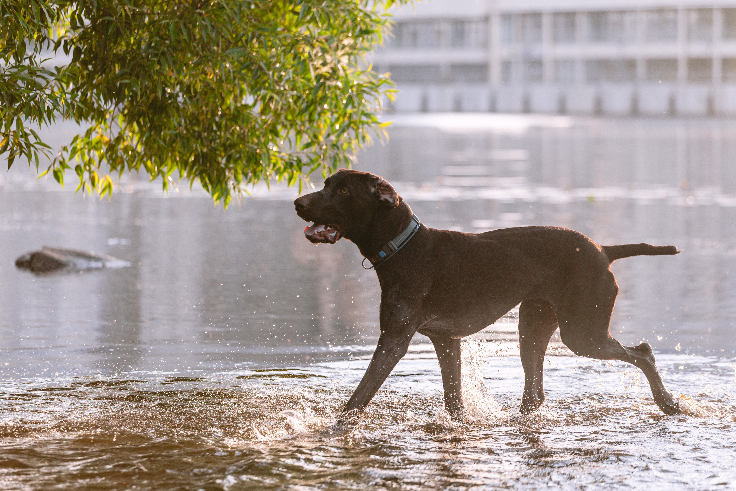 Рассветная съемка в ПКИО Северное Тушино. Фотограф-анималист Татьяна Степанова
