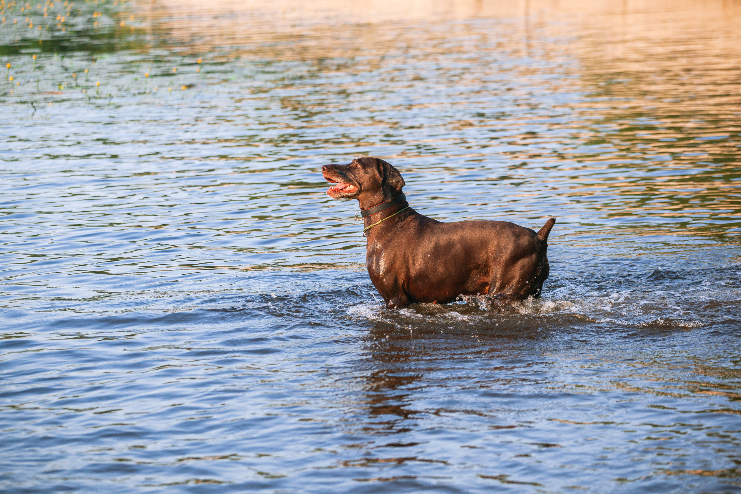 Рассветная съемка в ПКИО Северное Тушино. Фотограф-анималист Татьяна Степанова