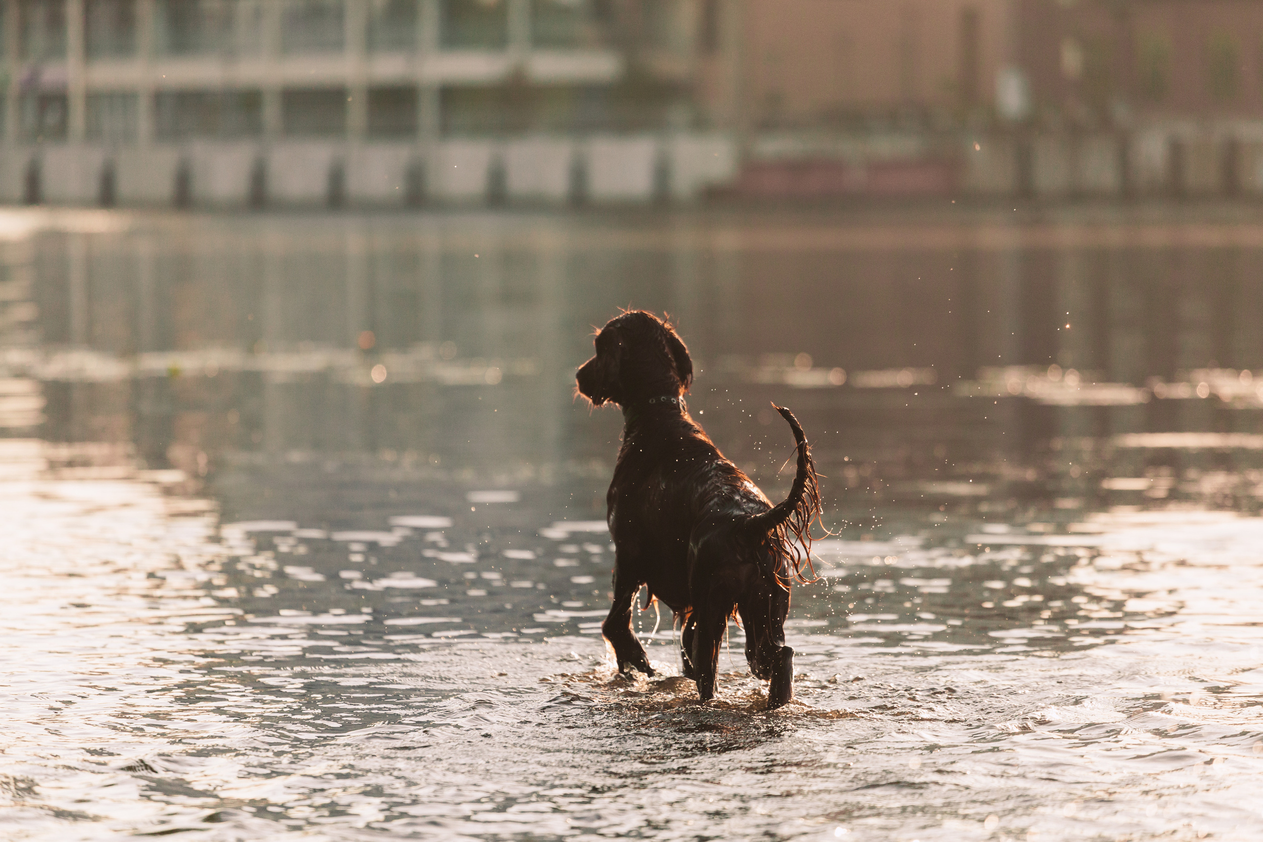 Рассветная съемка в ПКИО Северное Тушино. Фотограф-анималист Татьяна Степанова