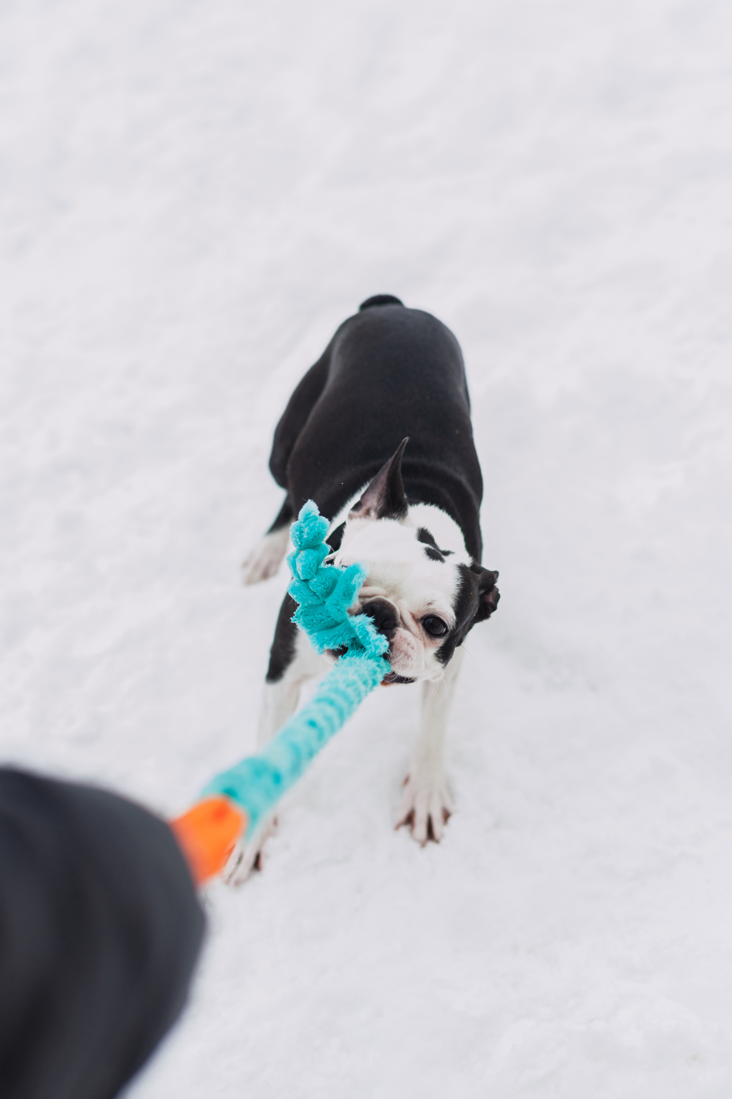 Василиса и Мира Кузнецкий мост. Фотограф-анималист Татьяна Степанова