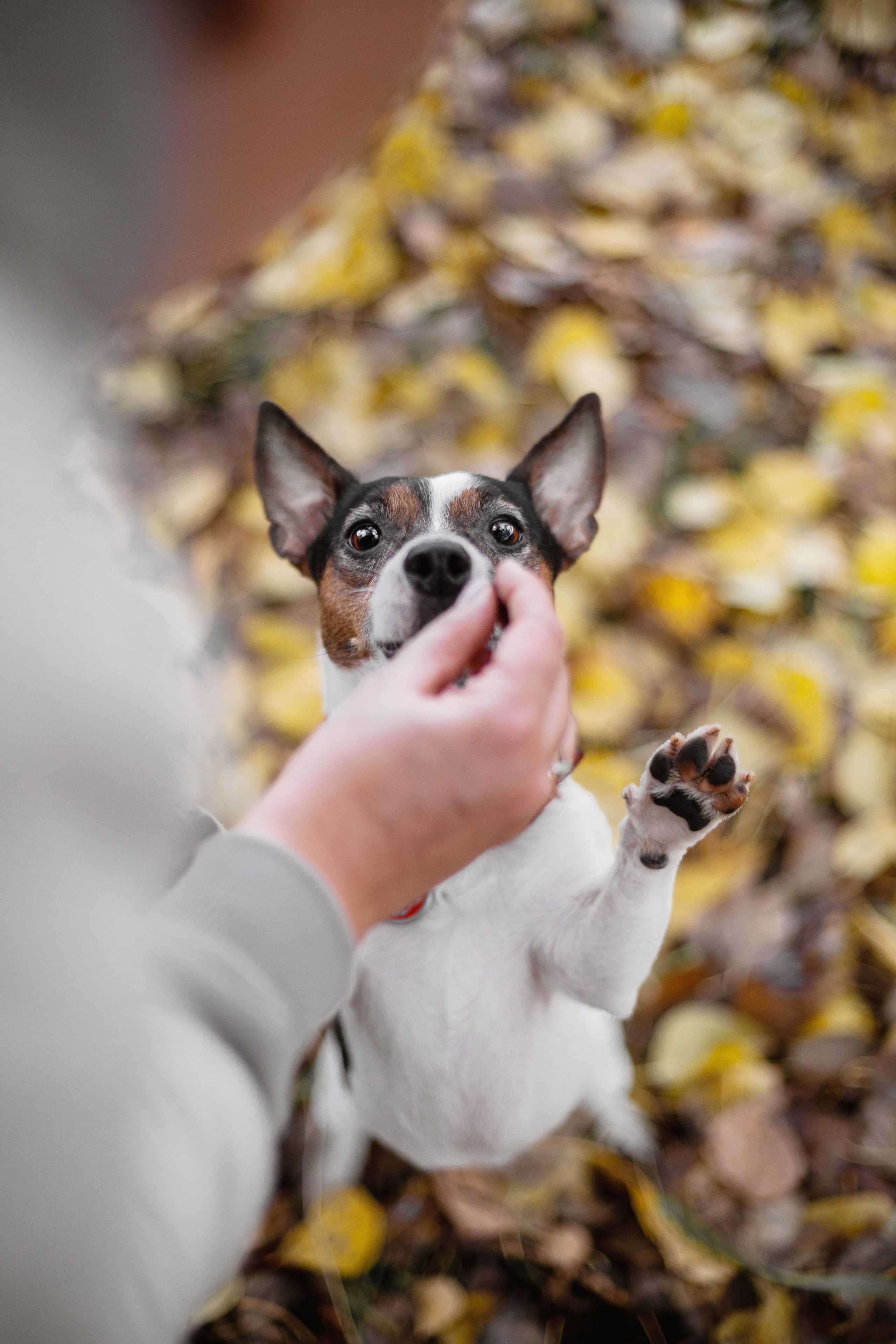 Женя, Скай и Арти в ПКИО Северное Тушино. Фотограф-анималист Татьяна Степанова