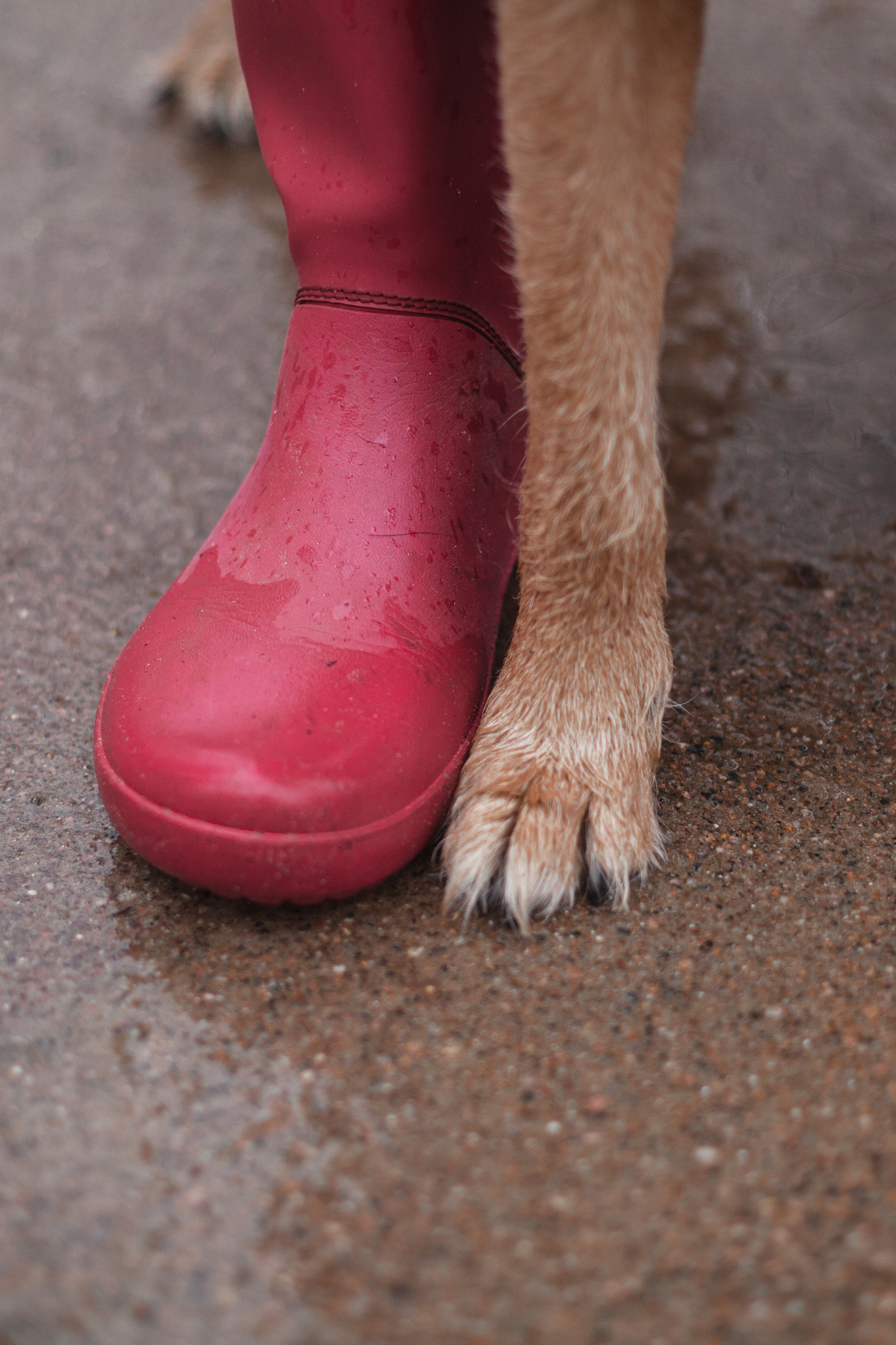 Лиза и Бренда. Фотограф-анималист Татьяна Степанова