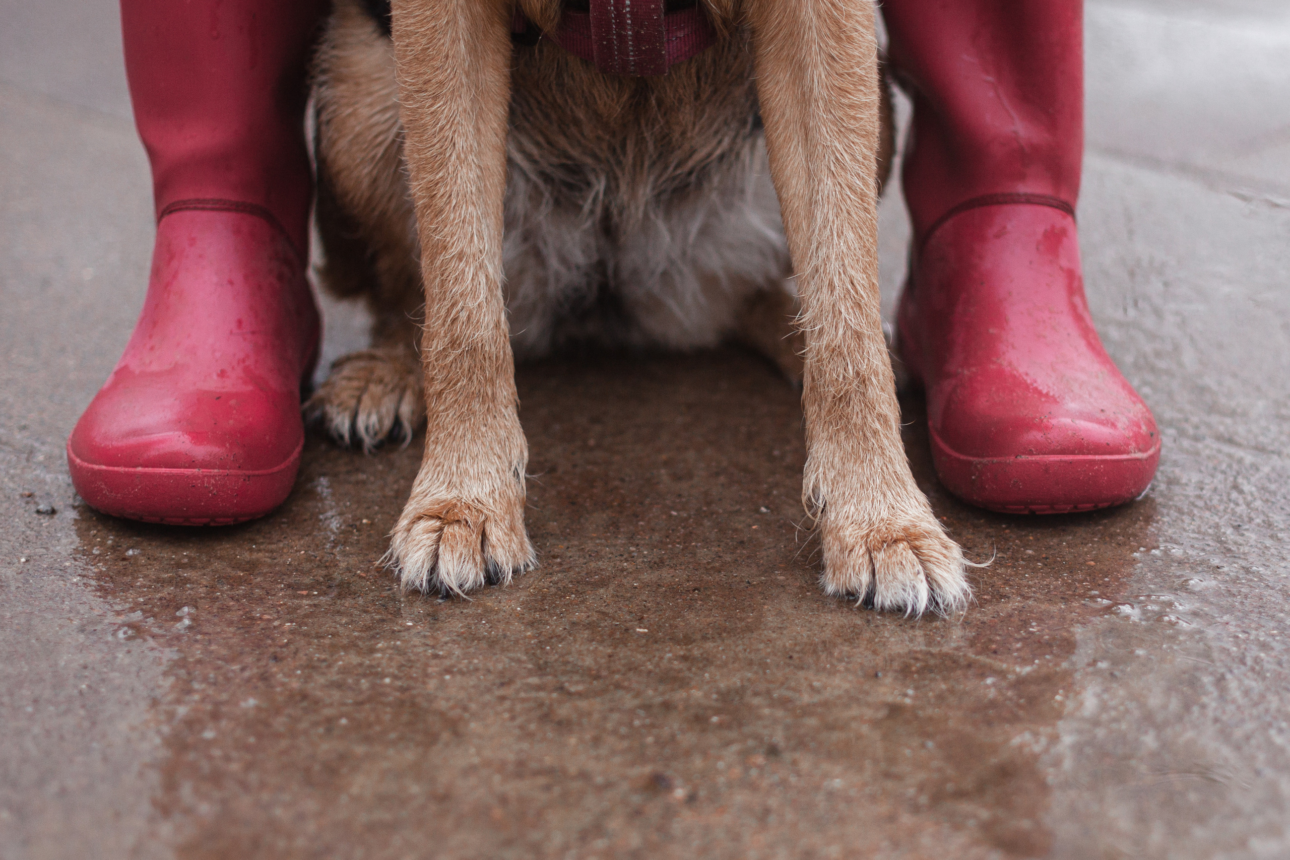 Лиза и Бренда. Фотограф-анималист Татьяна Степанова