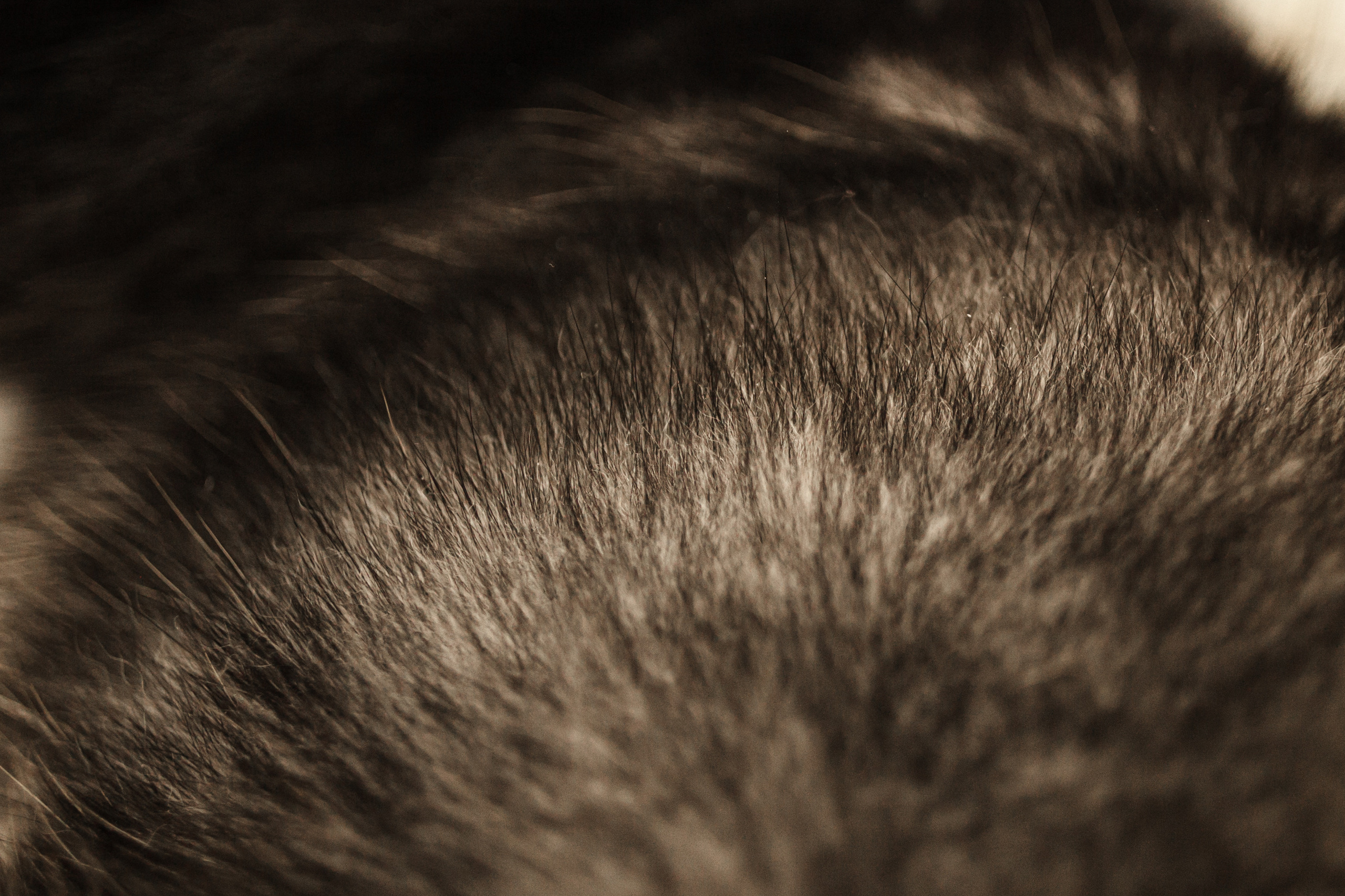 Киба и Аки. Фотограф-анималист Татьяна Степанова