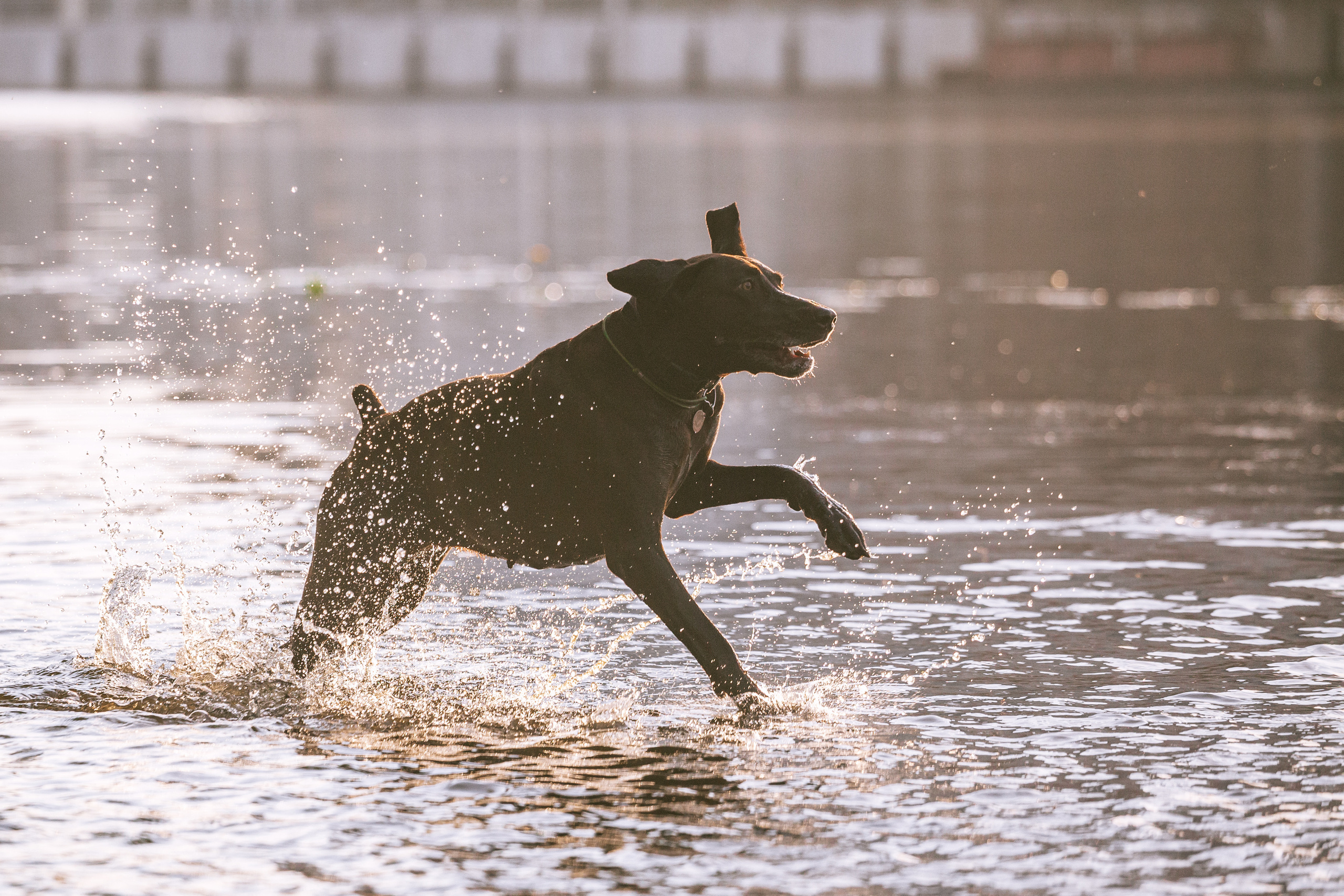 Рассветная съемка в ПКИО Северное Тушино. Фотограф-анималист Татьяна Степанова
