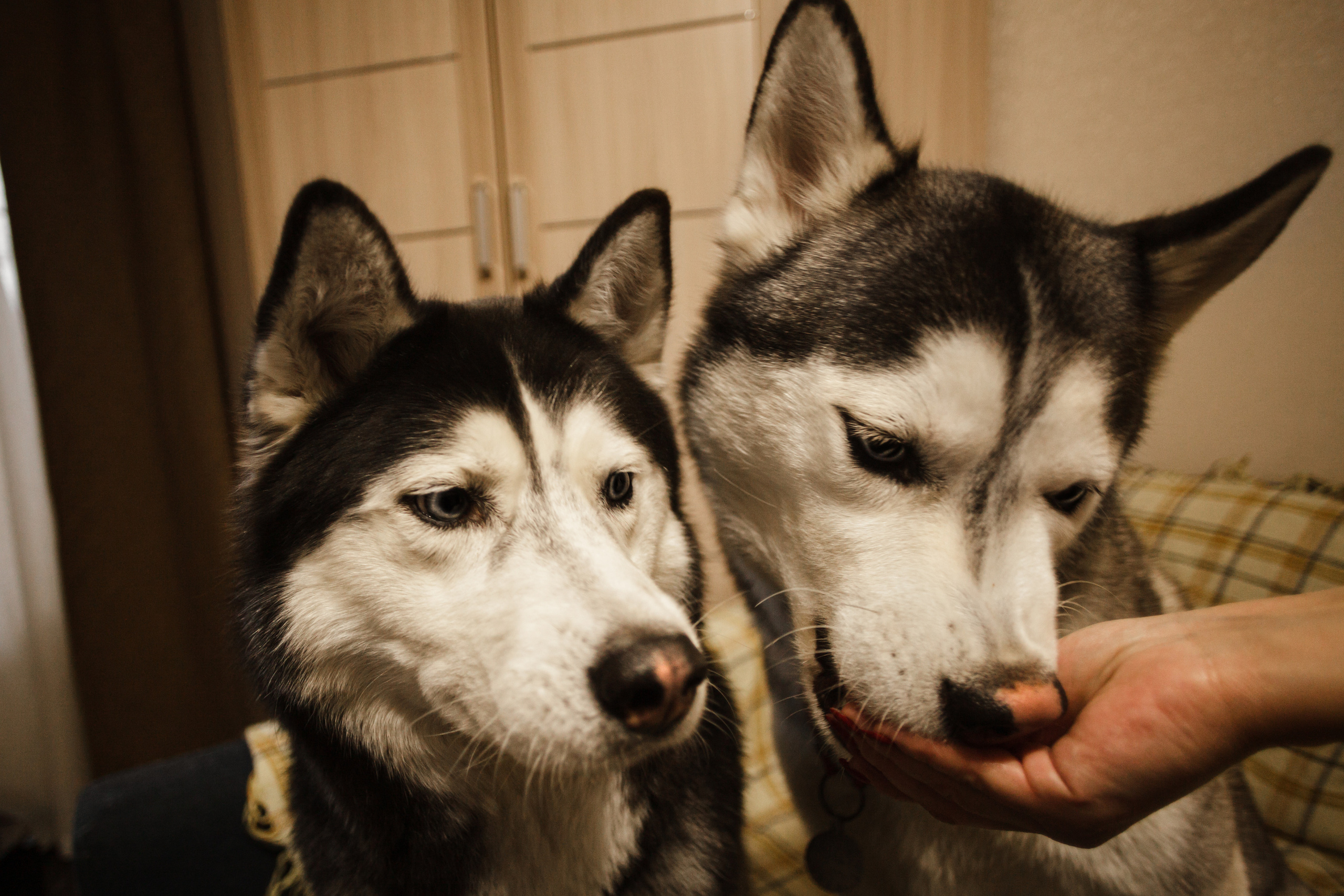 Киба и Аки. Фотограф-анималист Татьяна Степанова
