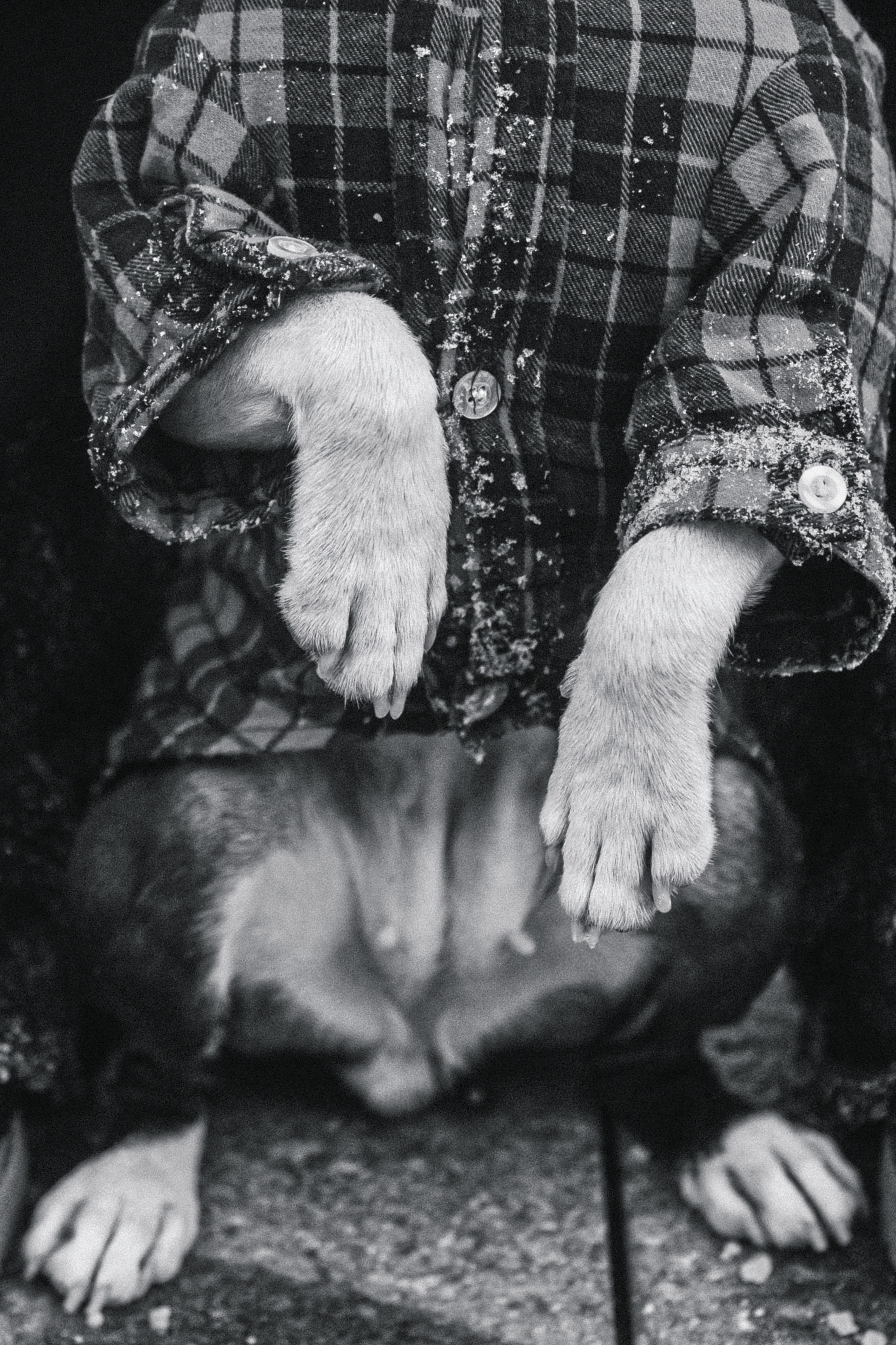 Василиса и Мира Кузнецкий мост. Фотограф-анималист Татьяна Степанова