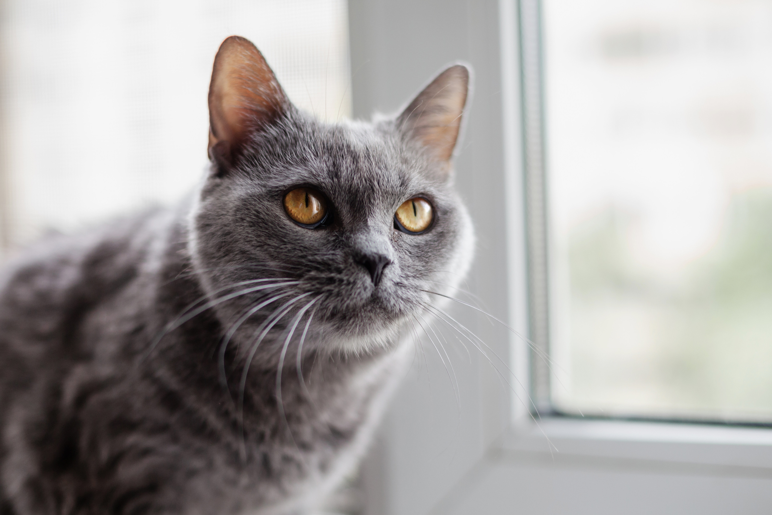 Кристи 2022. Фотограф-анималист Татьяна Степанова