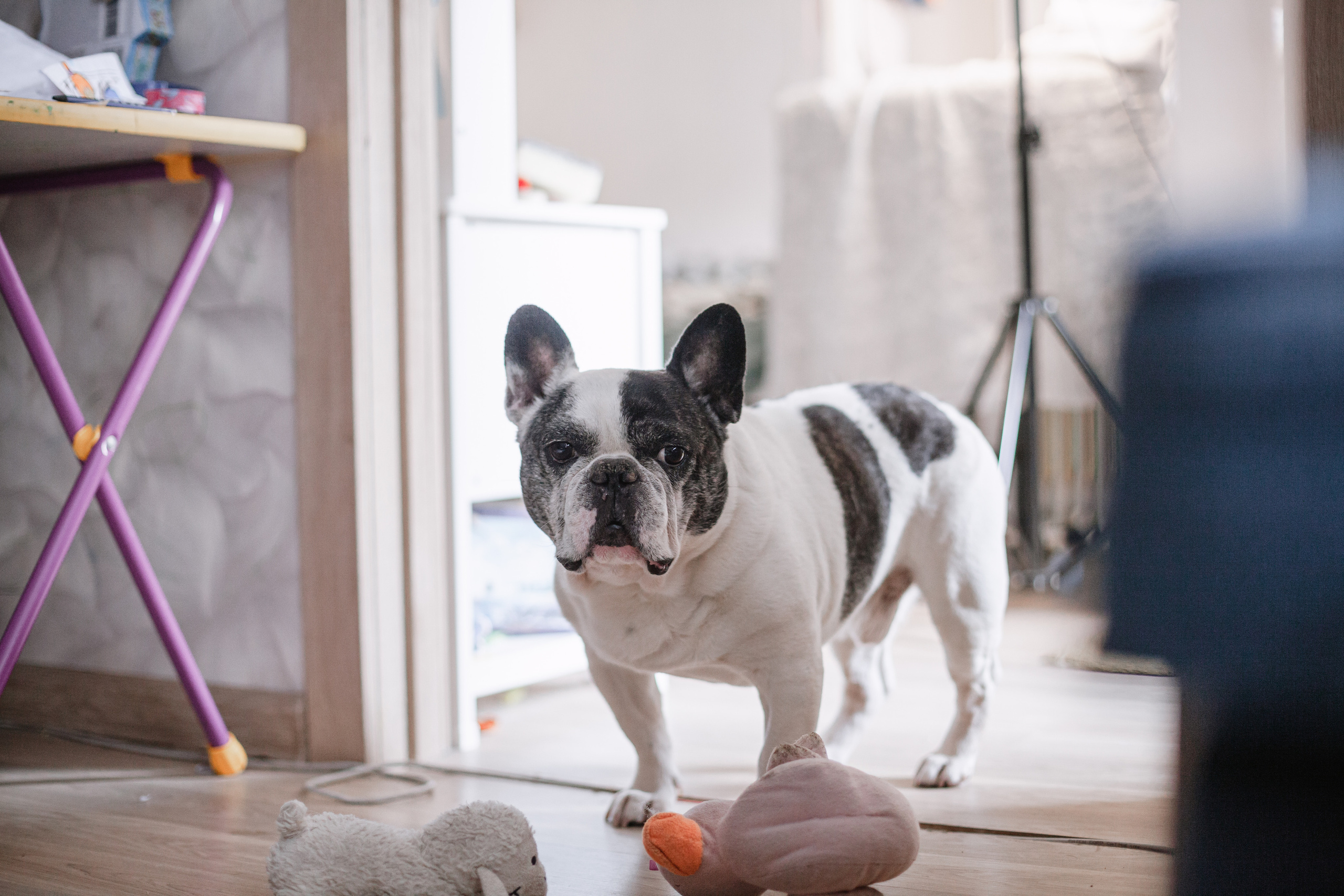 Семейная домашняя фотосессия. Фотограф-анималист Татьяна Степанова