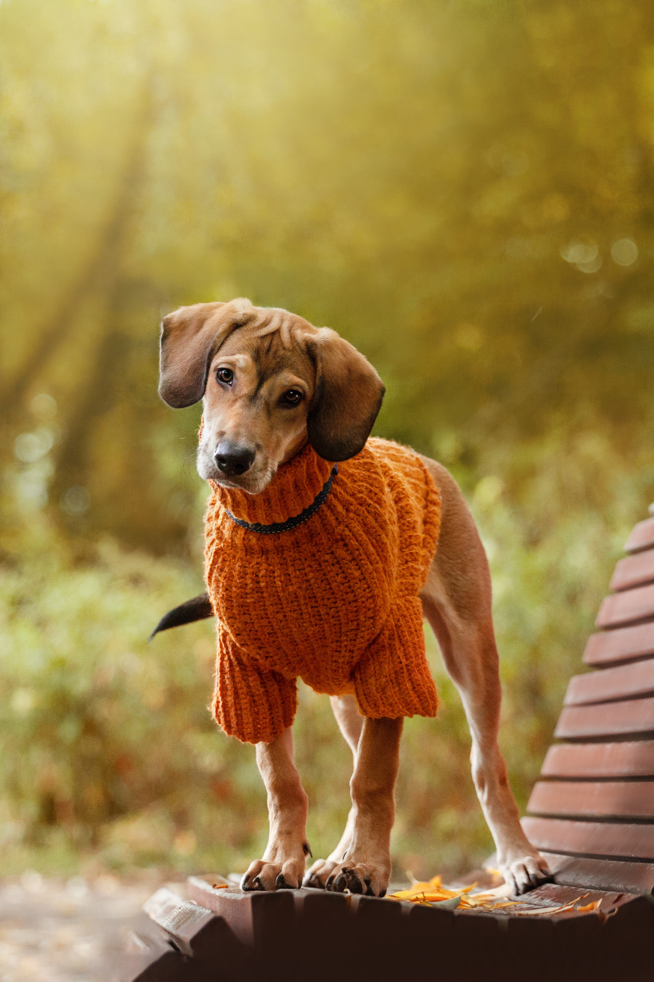 Лукас и Бусинка 2022. Фотограф-анималист Татьяна Степанова