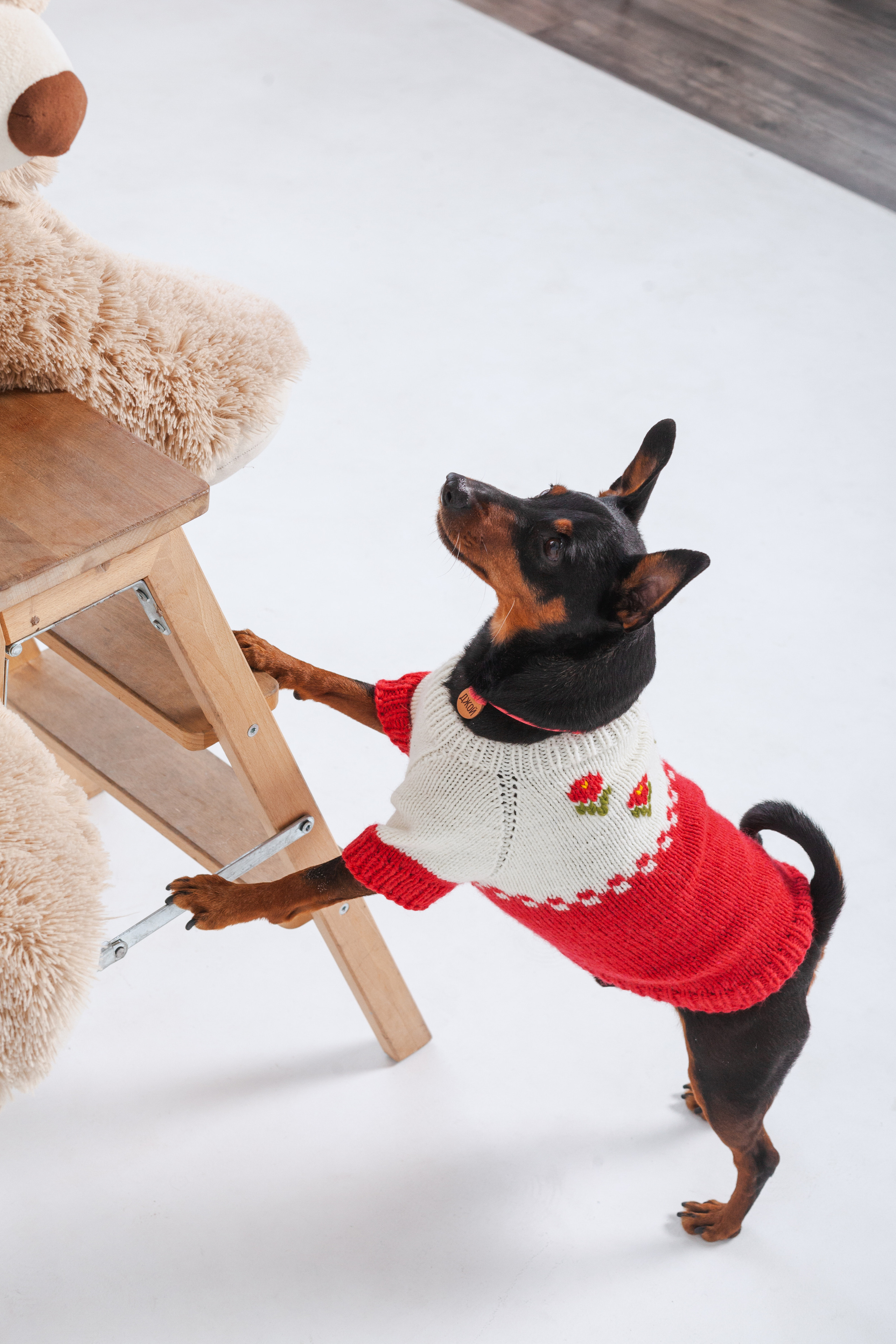 Александра и пинчеры Майя и Джой. Фотограф-анималист Татьяна Степанова