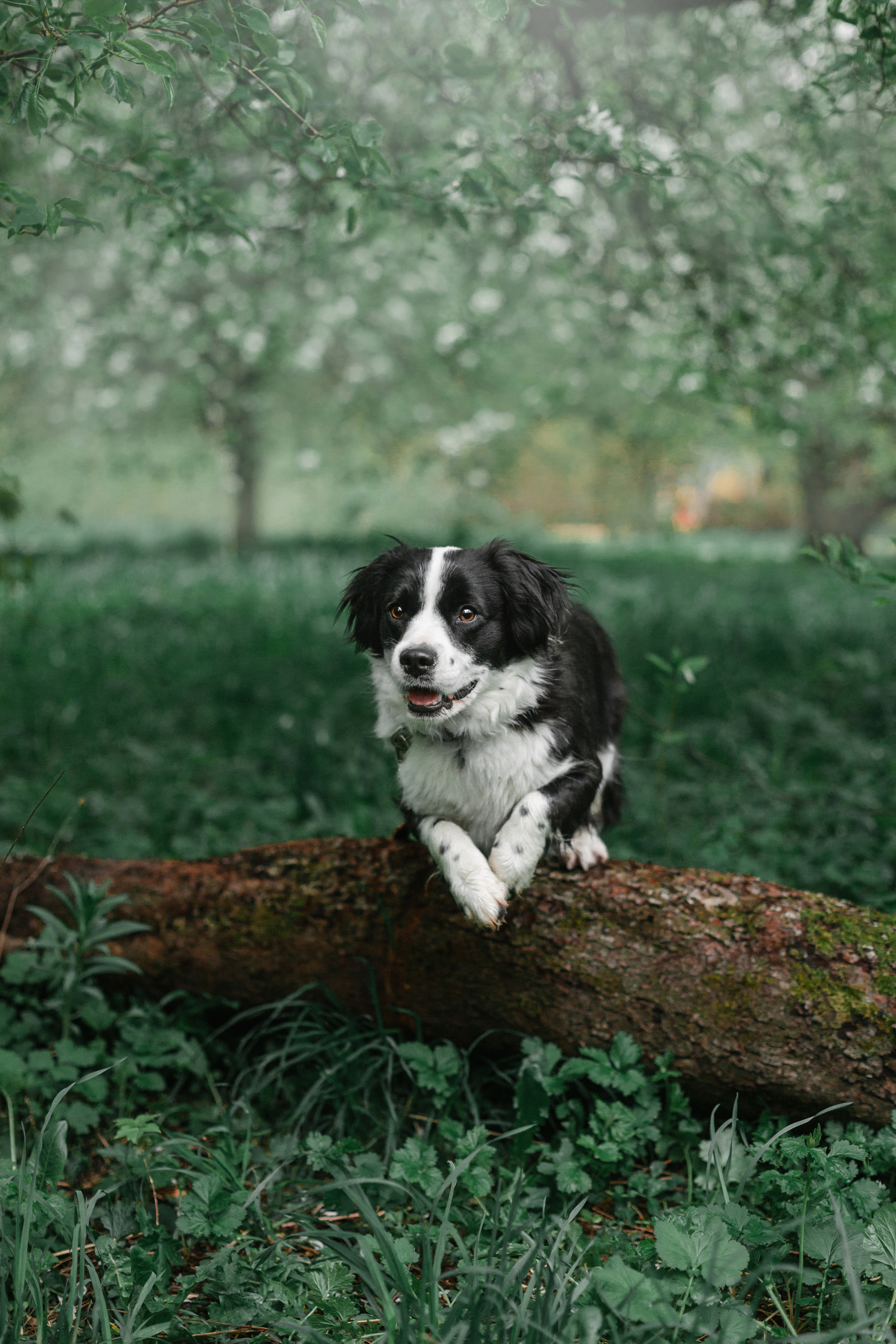 Съемка 3 собак в цветении 2023. Фотограф-анималист Татьяна Степанова